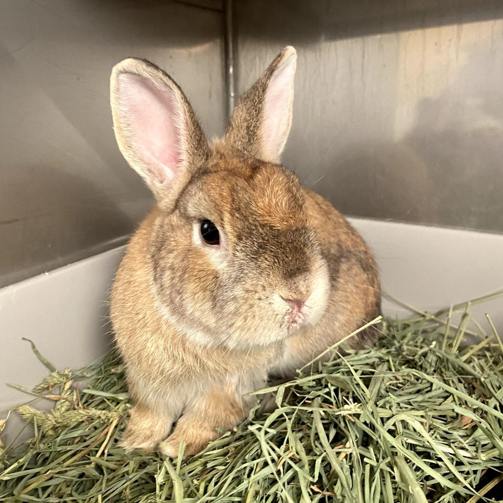 Enlarge Squilliam Fancyson, a Adoptable American in Richmond, CA image 6/6