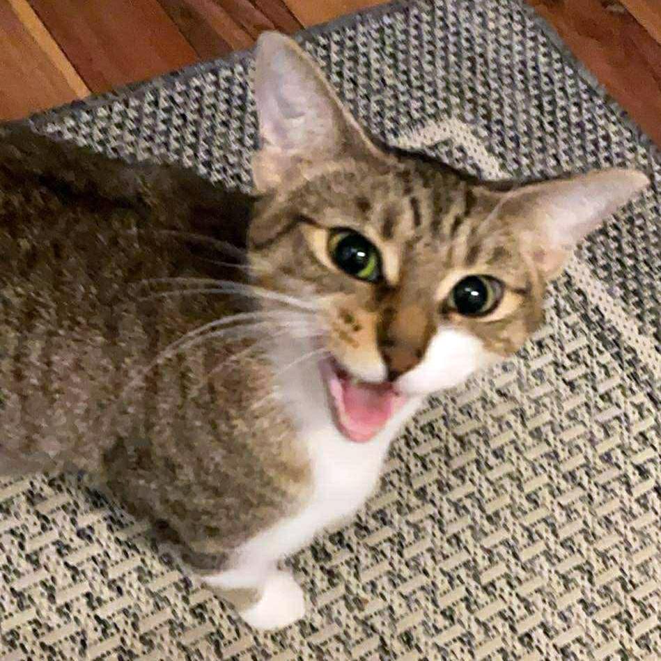 Sheba - A Sweet Cuddle Queen!, a ADOPTABLE Domestic Short Hair in Hamilton, ON image 3/3