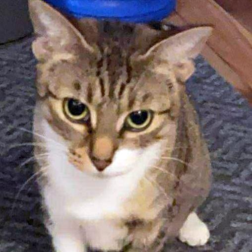 Sheba - A Sweet Cuddle Queen!, a ADOPTABLE Domestic Short Hair in Hamilton, ON image 2/3