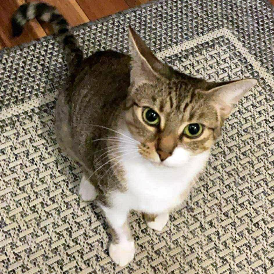 Sheba - A Sweet Cuddle Queen!, a ADOPTABLE Domestic Short Hair in Hamilton, ON image 1/3