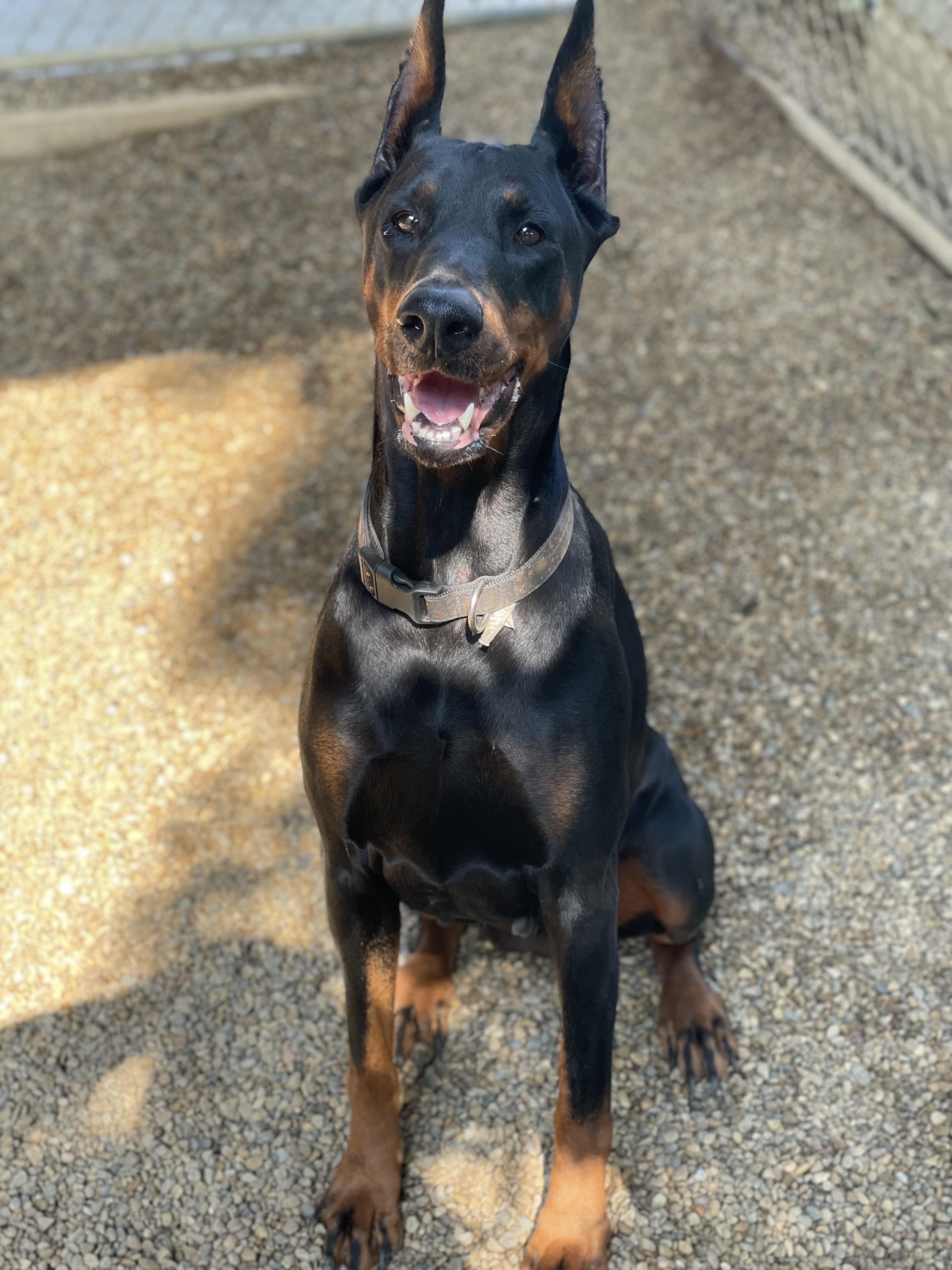 Revyn, an adopted Doberman Pinscher in Lacon, IL image 2/5