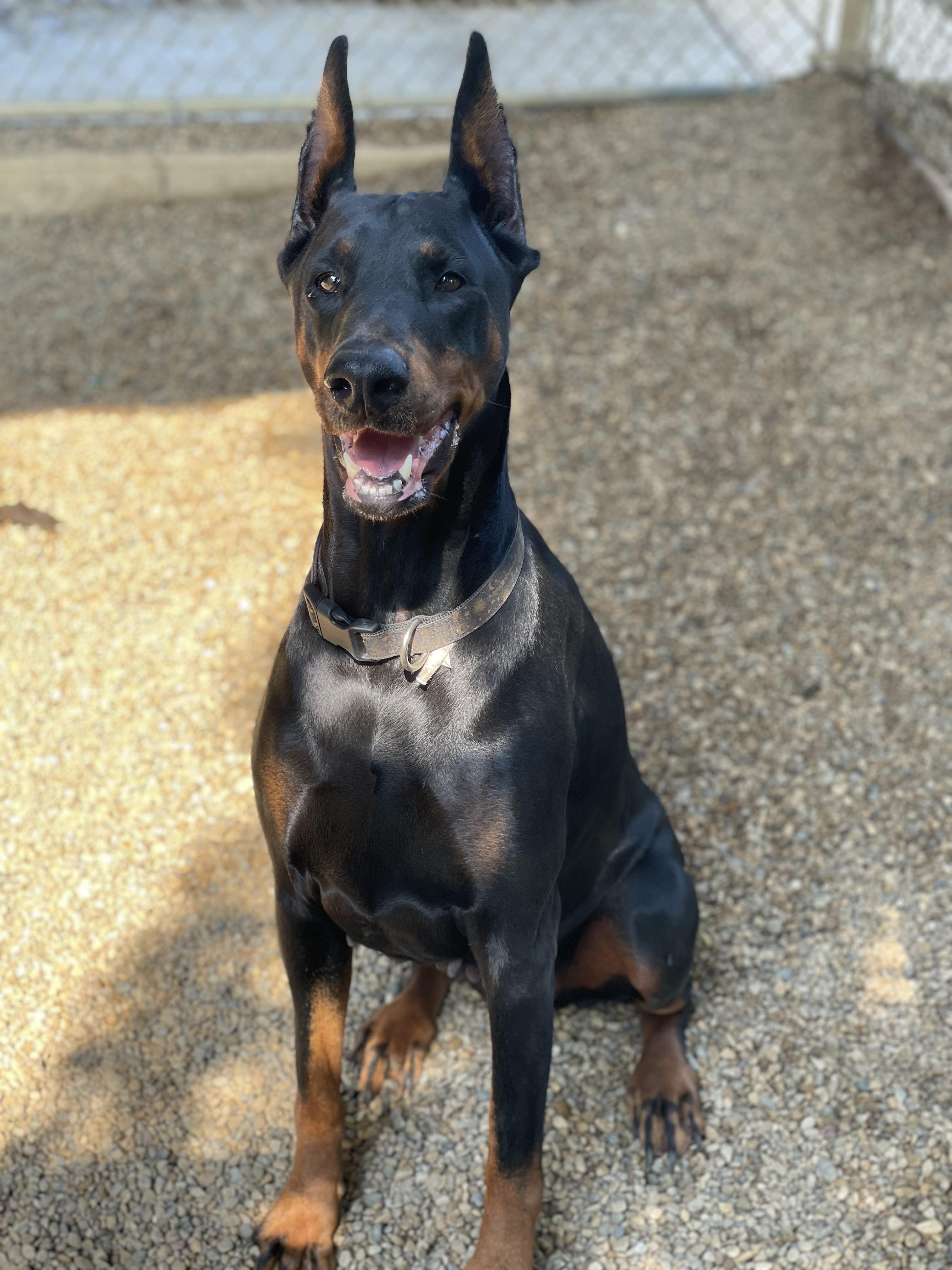 Revyn, an adopted Doberman Pinscher in Lacon, IL image 5/5