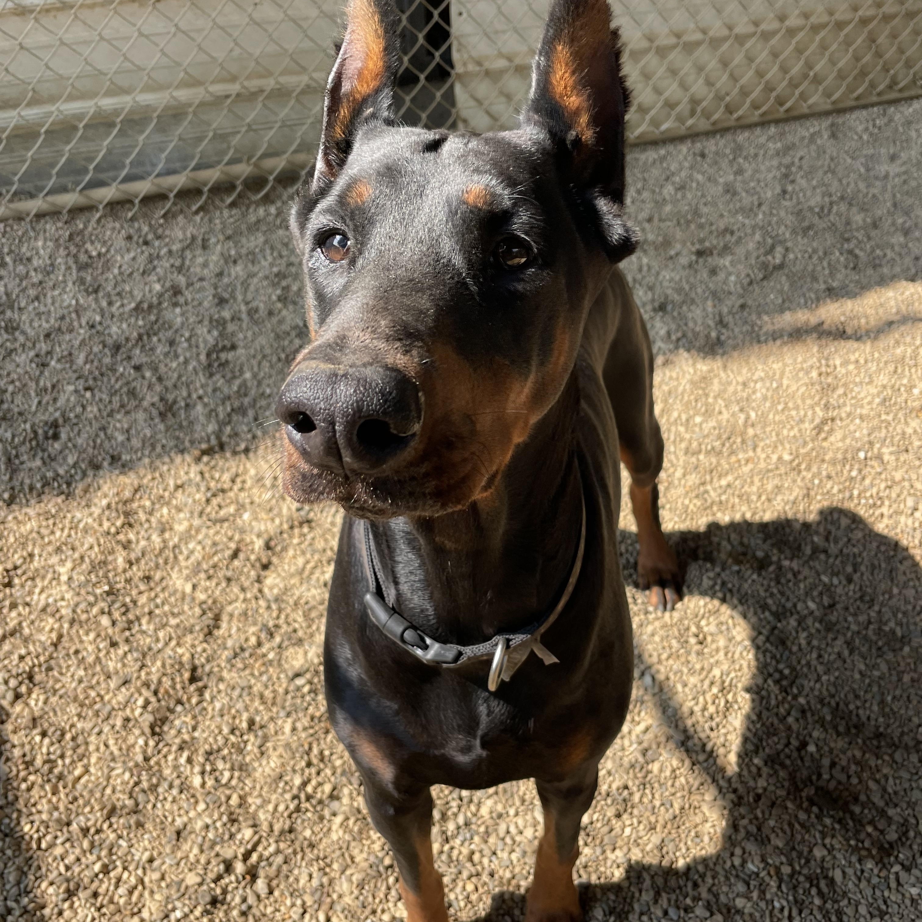 Revyn, an adopted Doberman Pinscher in Lacon, IL image 4/5