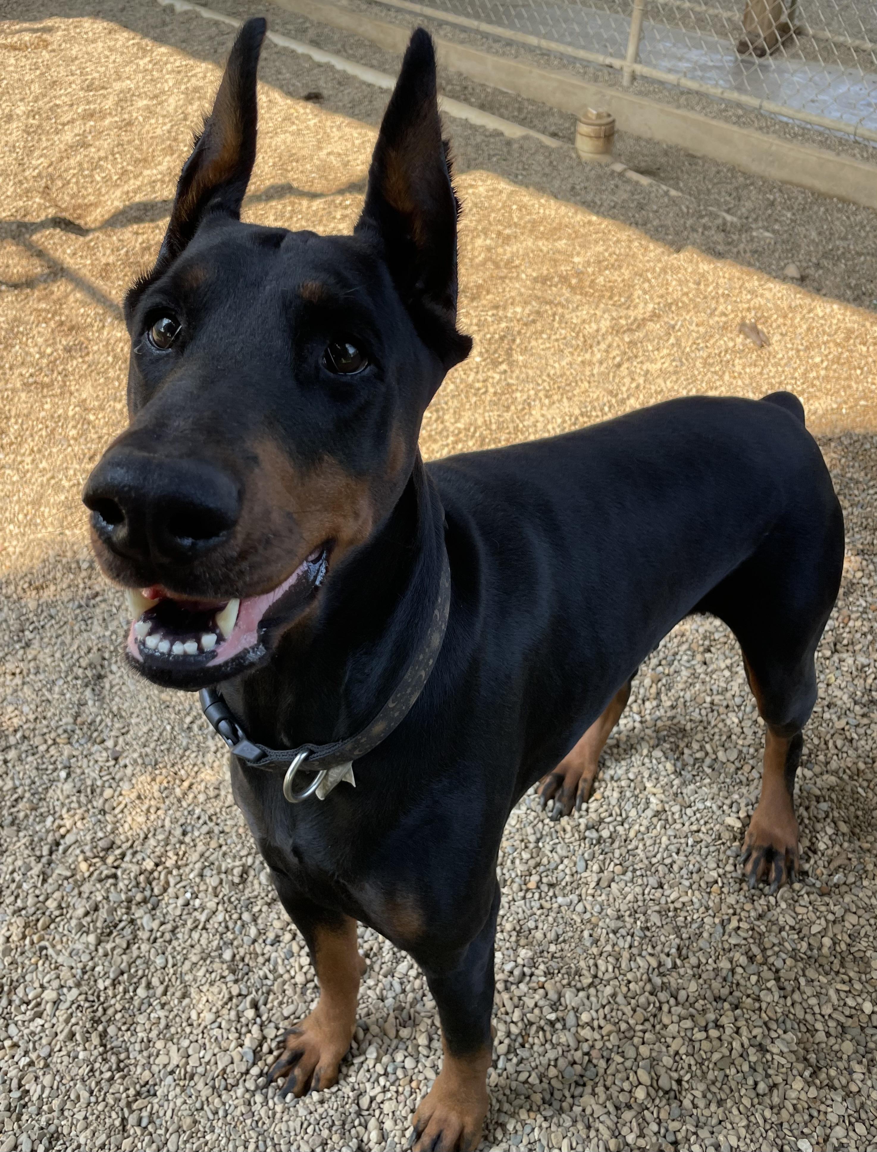 Revyn, an adopted Doberman Pinscher in Lacon, IL image 3/5