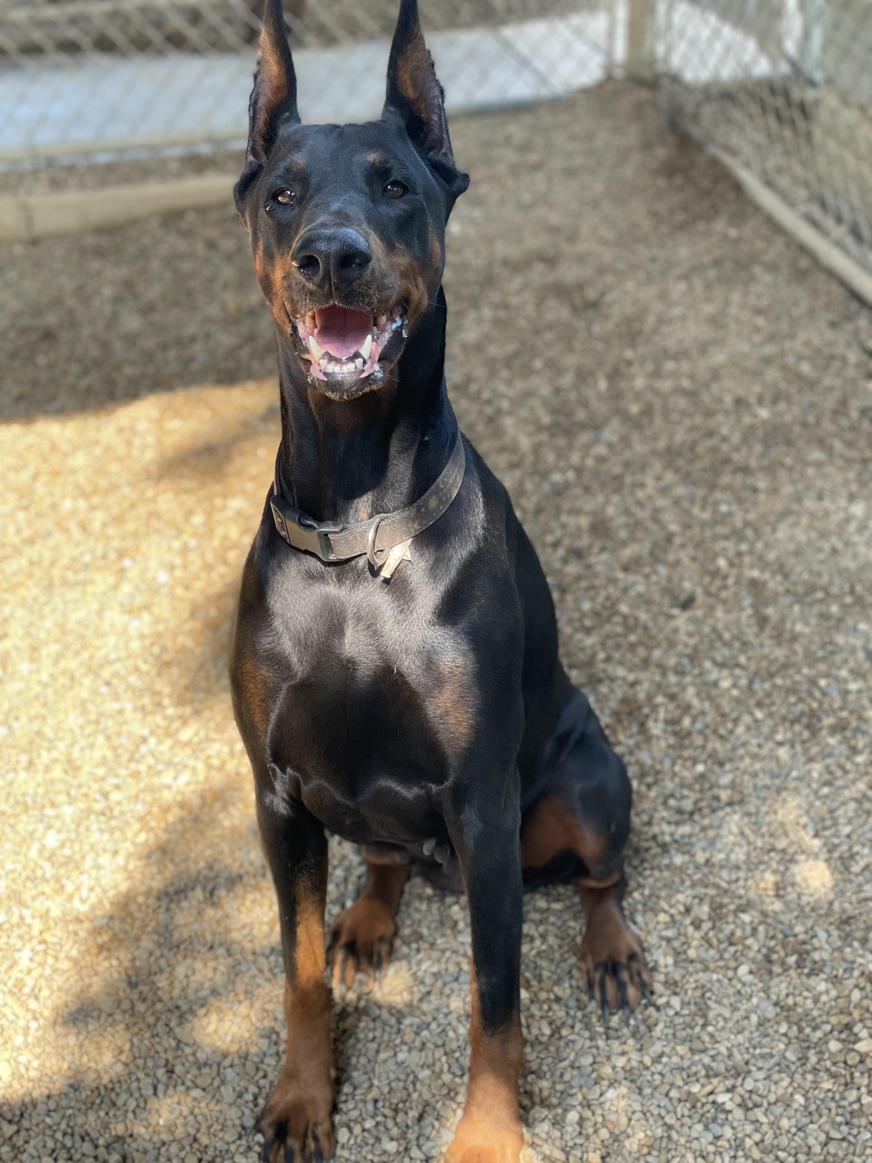 Revyn, an adopted Doberman Pinscher in Lacon, IL image 1/5