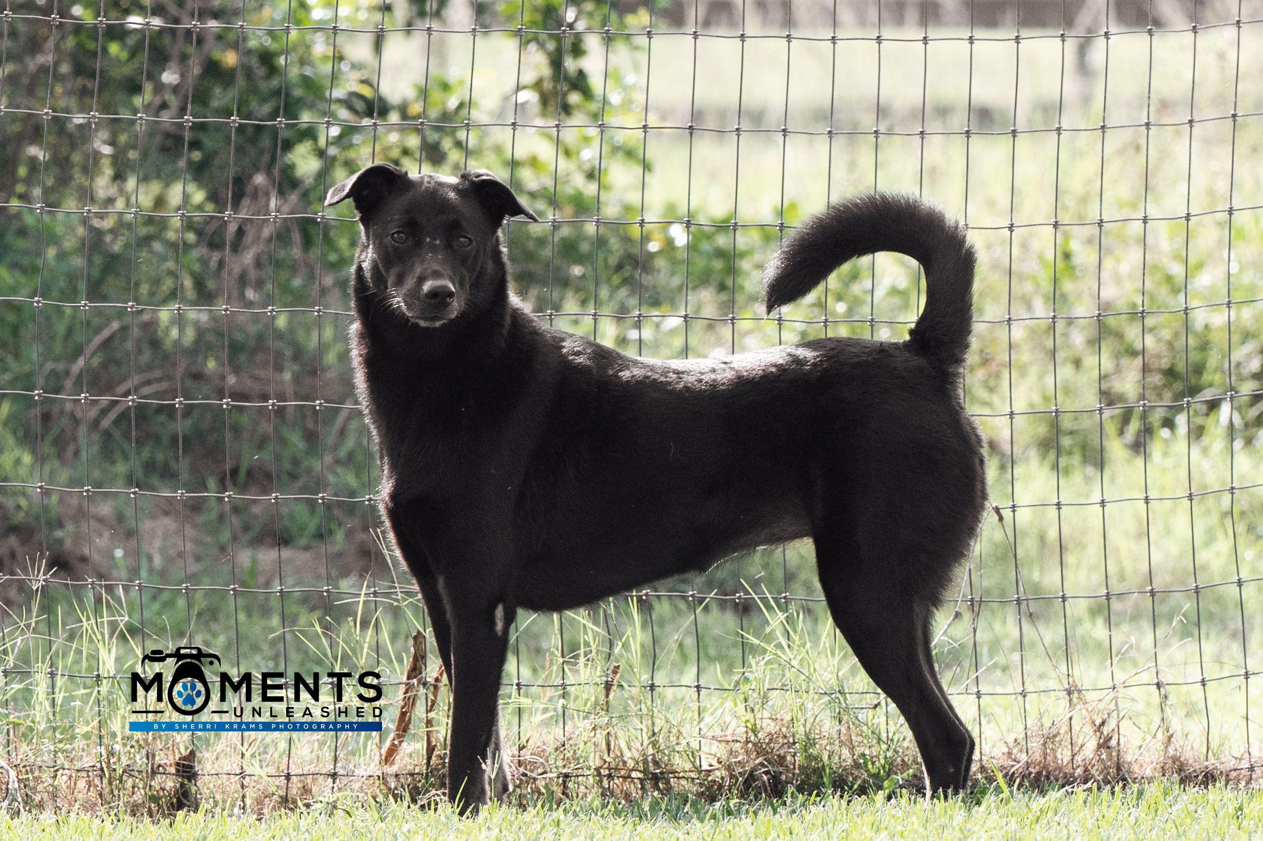 Ravenna, Adult Female Black Labrador Retriever