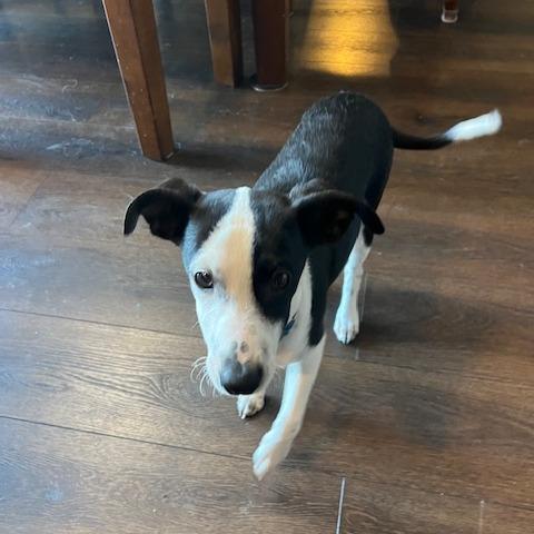 Enlarge Scotch, a Adoptable mixed breed in Delaware, OH image 1/3