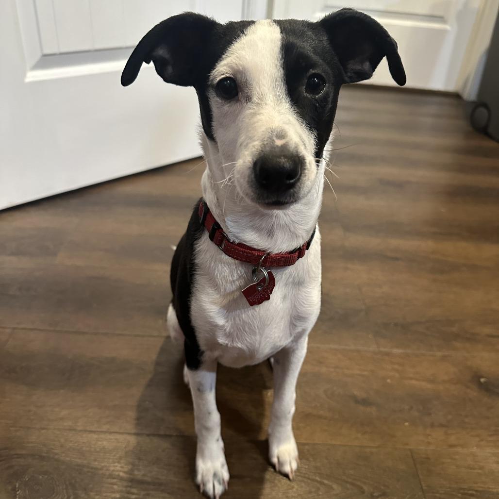 Enlarge Scotch, a Adoptable mixed breed in Delaware, OH image 2/3