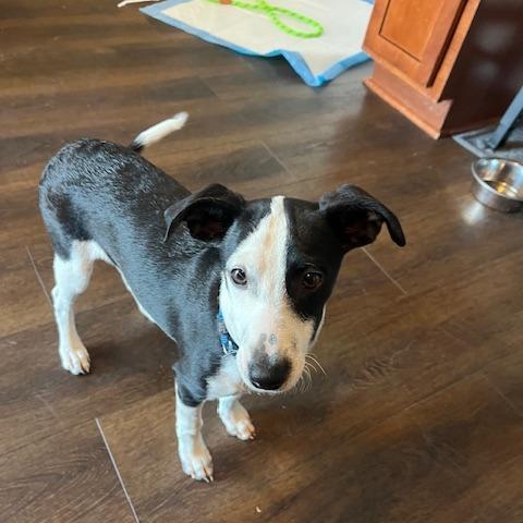 Enlarge Scotch, a Adoptable mixed breed in Delaware, OH image 3/3