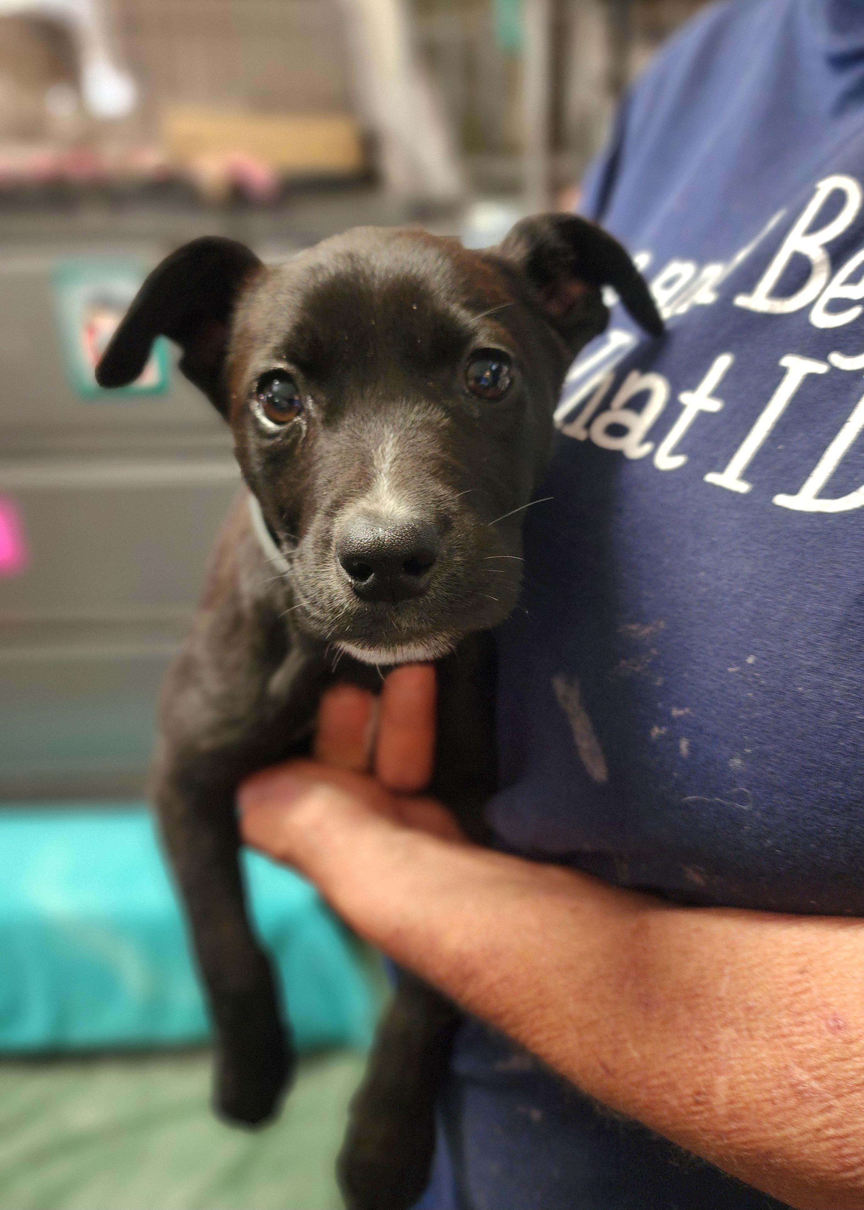 Sadie, adopted, Puppy Female Black Labrador Retriever.