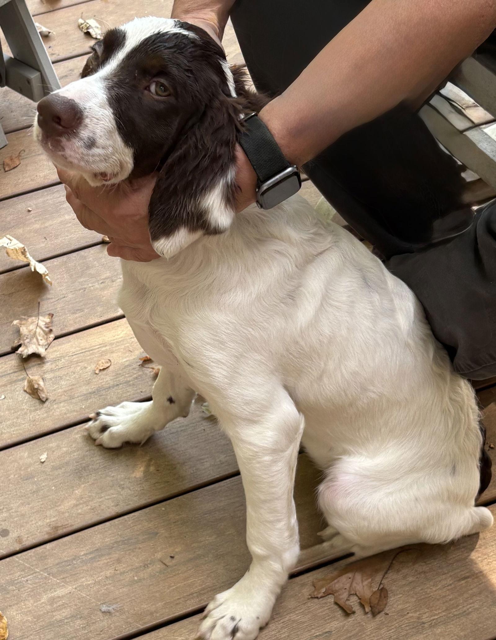 SC/Ruby, Adopted, Puppy Female Brittany Spaniel.