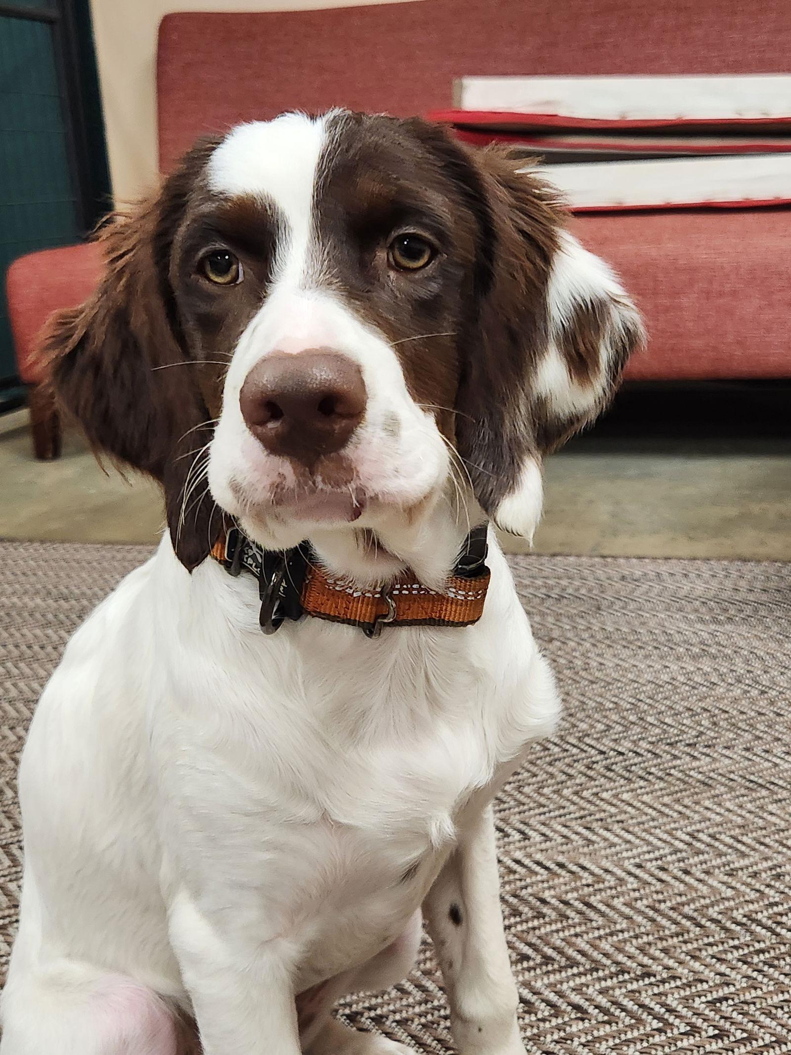 Enlarge SC/Ruby, a Adopted Brittany Spaniel in Baldwinsville, NY image 2/3