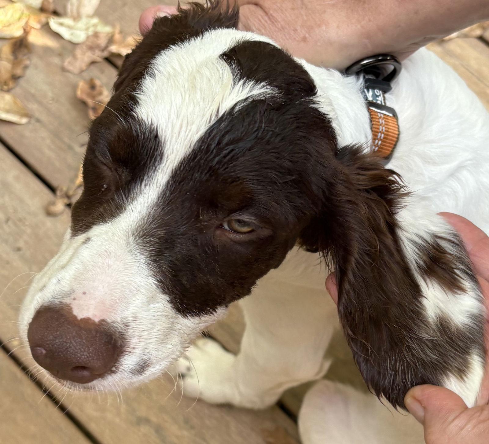 Enlarge SC/Ruby, a Adopted Brittany Spaniel in Baldwinsville, NY image 3/3