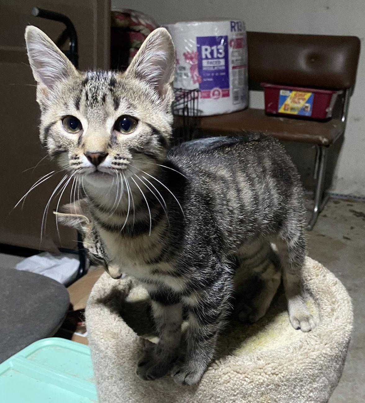 Madden, Adoptable, Kitten Male Domestic Short Hair & Tabby.