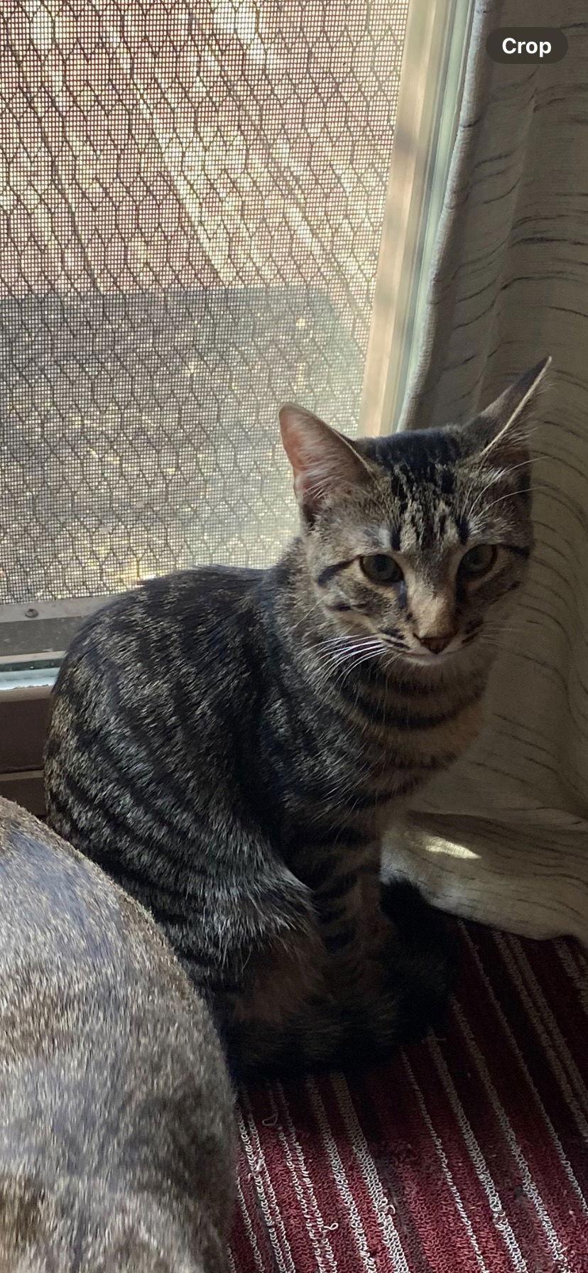 Enlarge Madden, a Adoptable mixed breed in Walled Lake, MI image 2/3