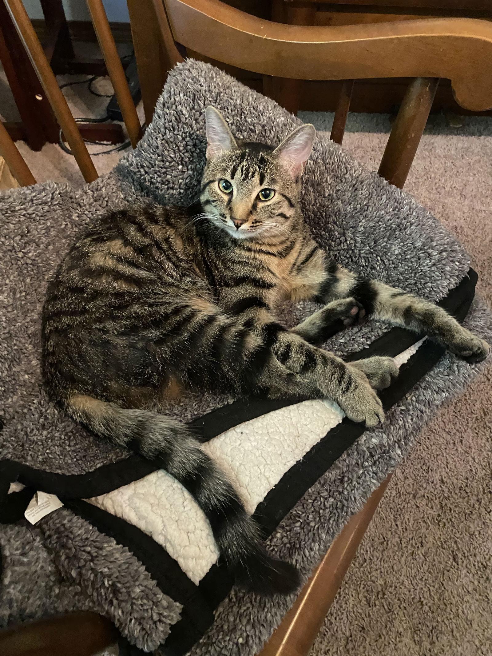 Enlarge Madden, a Adoptable mixed breed in Walled Lake, MI image 3/3