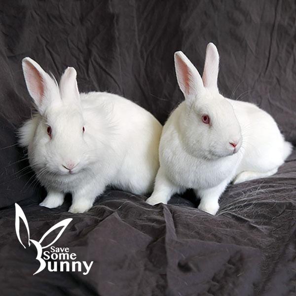 Pebbles (and BamBam), a Adoptable mixed breed in Santa Ana, CA image 1/3