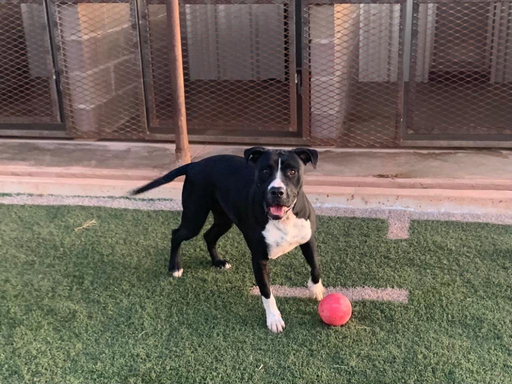 Enlarge Ariel, a Adoptable mixed breed in Tucumcari, NM image 2/3