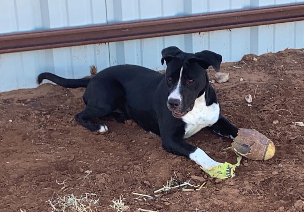 Enlarge Ariel, a Adoptable mixed breed in Tucumcari, NM image 3/3
