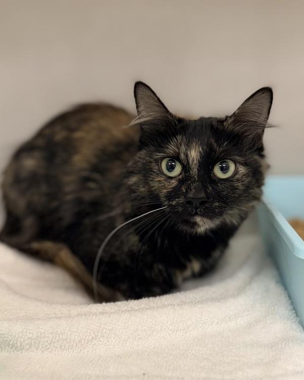 Enlarge Bella, a Adoptable mixed breed in Canton, GA image 1/1