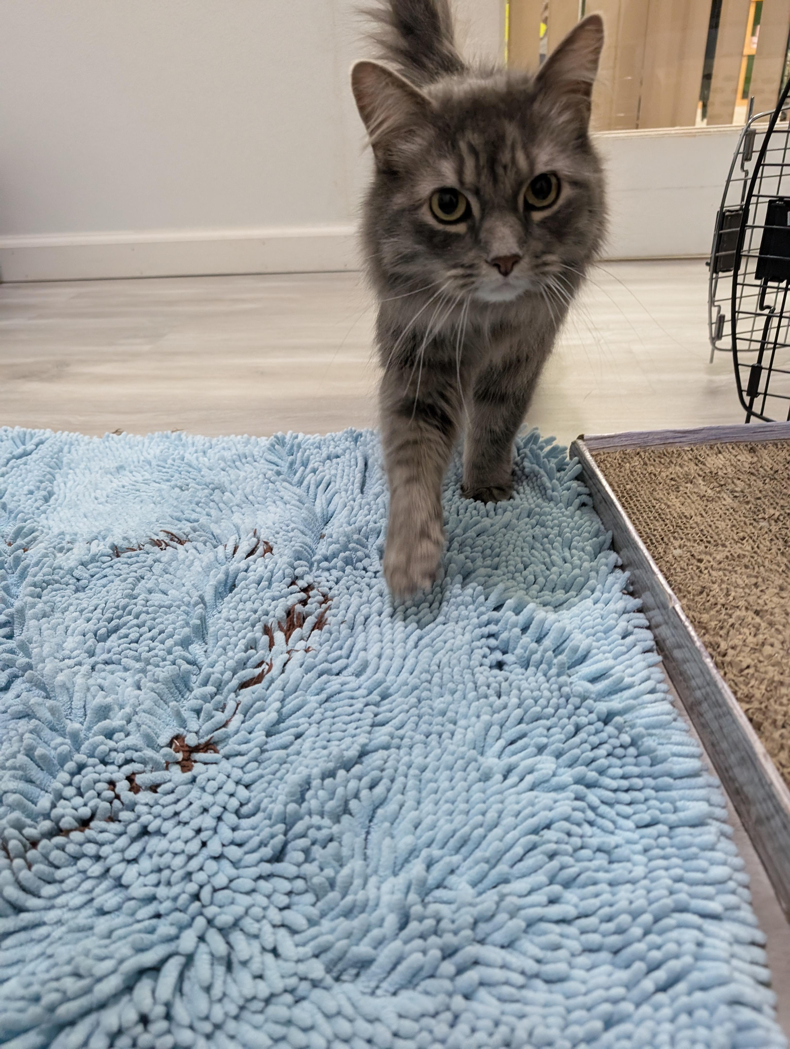 Blade (bonded with Gabe), Adopted, Adult Male Domestic Medium Hair.