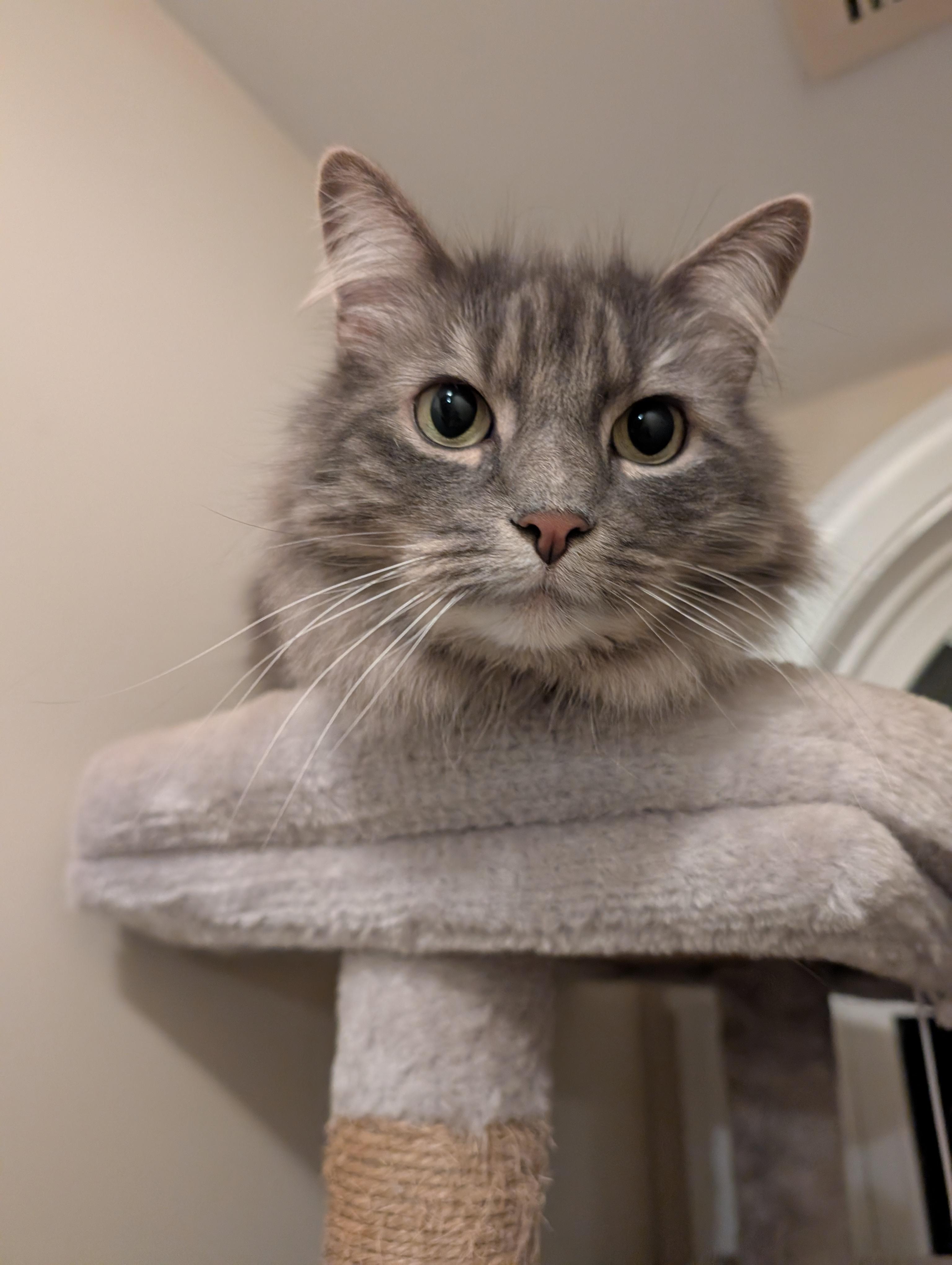 Enlarge Blade (bonded with Gabe), a Adopted mixed breed in Zebulon, NC image 2/3