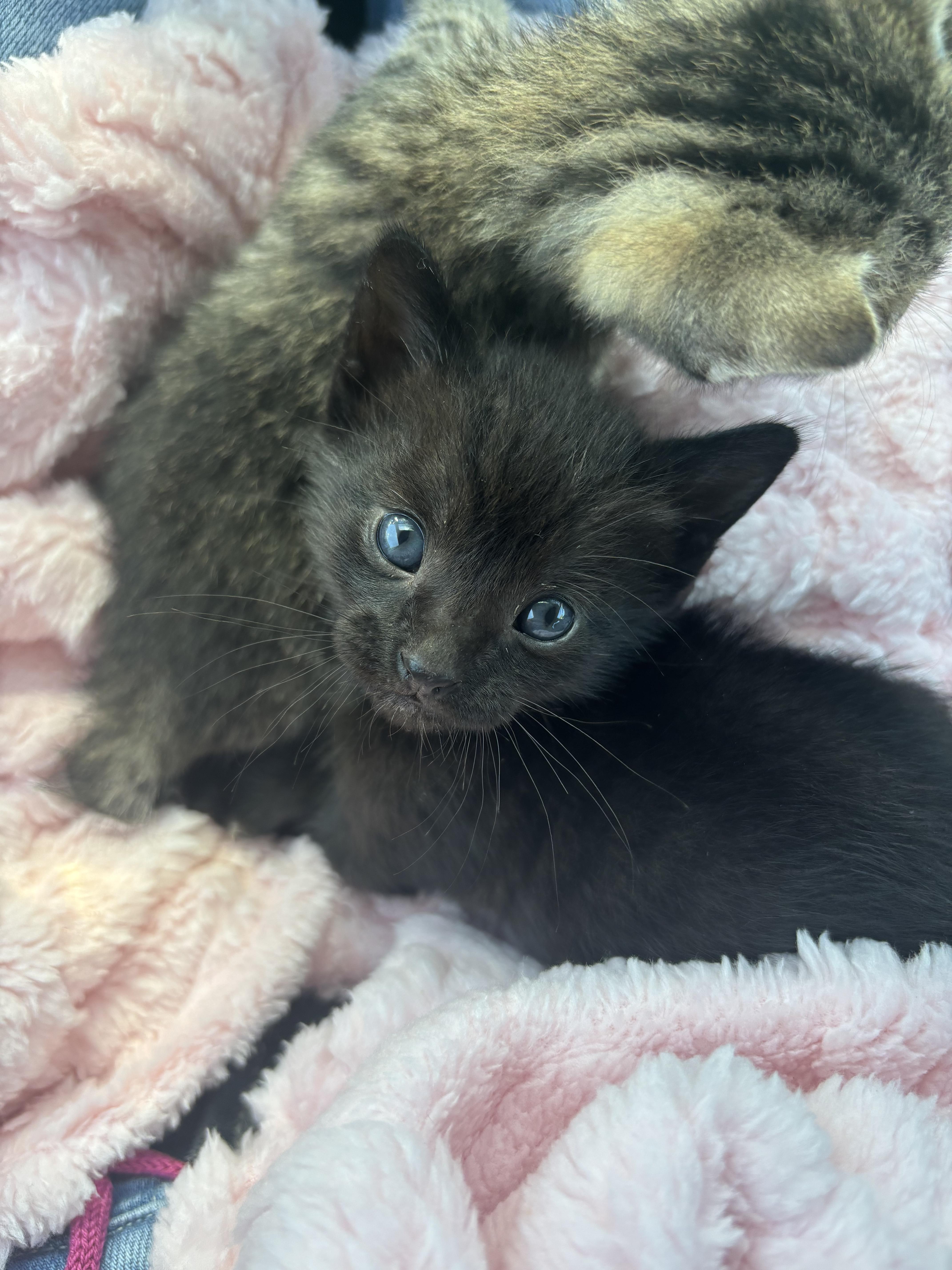 Manini , ADOPTABLE, Kitten Male Domestic Short Hair.