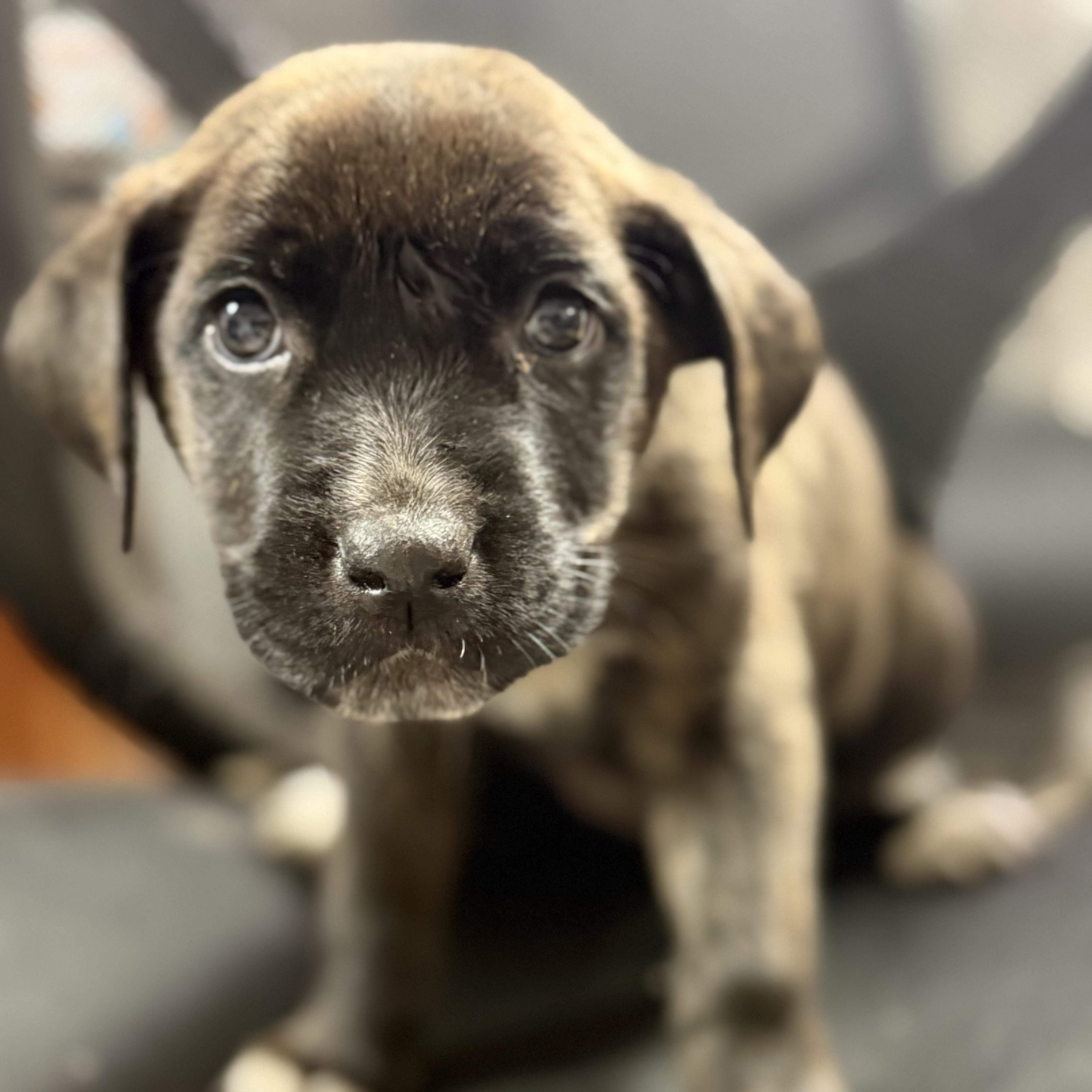 Enlarge Among Us, a Adoptable mixed breed in Port Byron , NY image 4/5