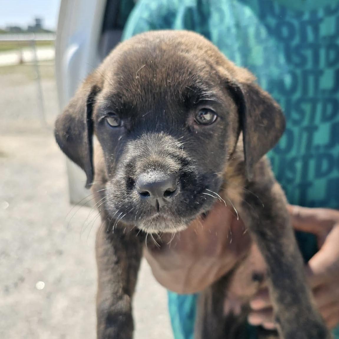 Enlarge Among Us, a Adoptable mixed breed in Port Byron , NY image 3/5