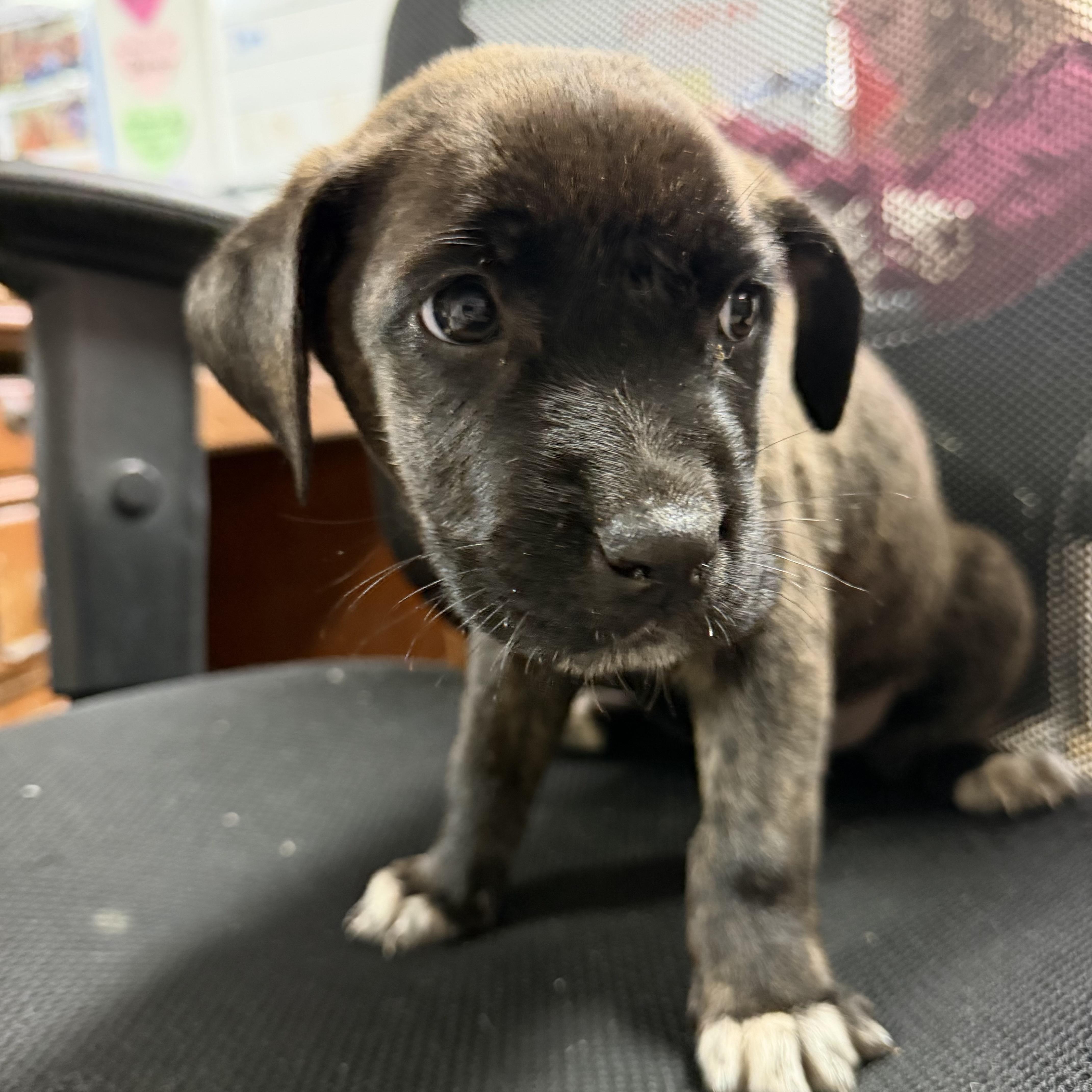 Enlarge Among Us, a Adoptable mixed breed in Port Byron , NY image 5/5
