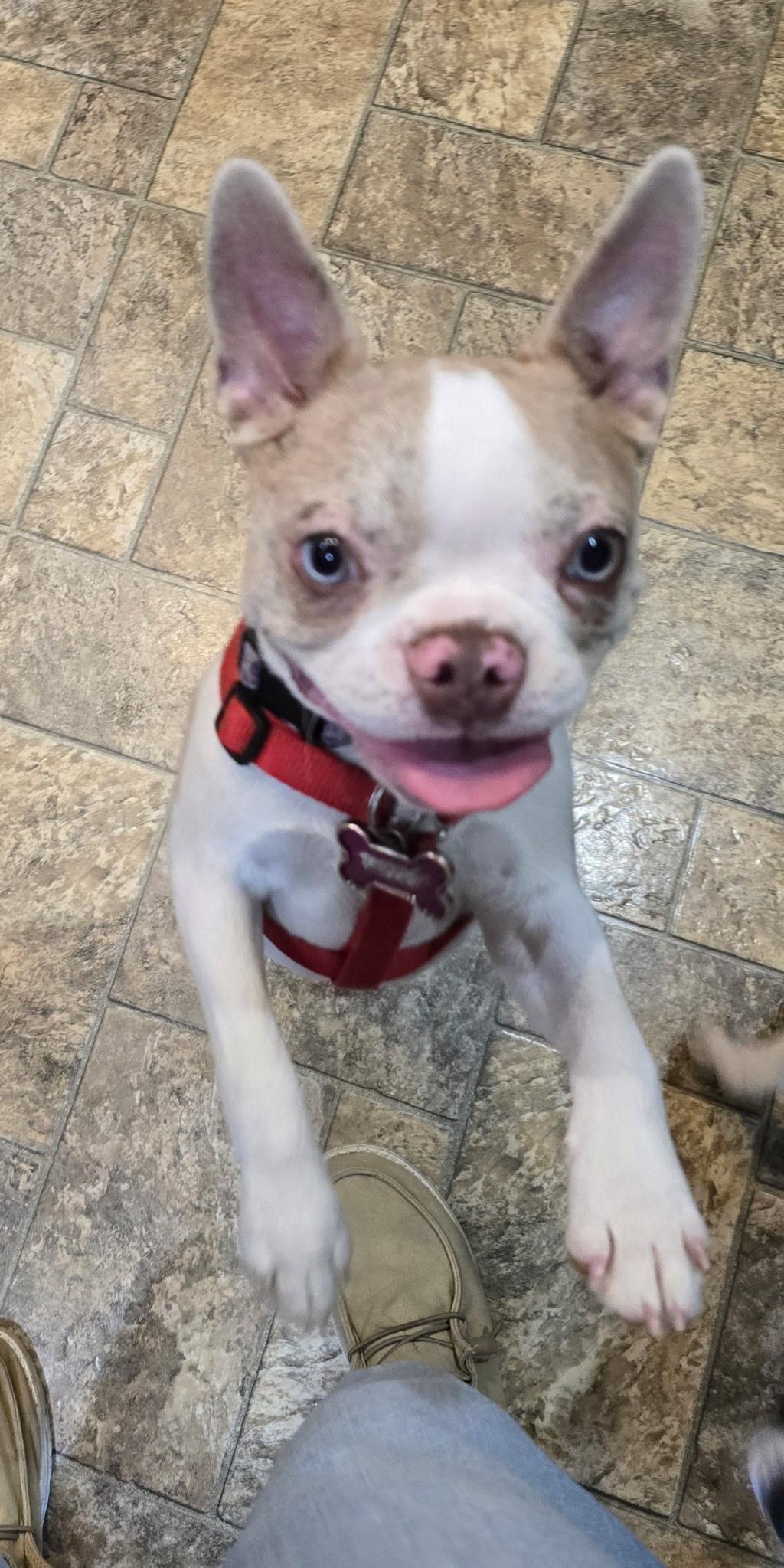 Enlarge Willow in NE, a ADOPTABLE Boston Terrier in Elkhorn, NE image 2/3