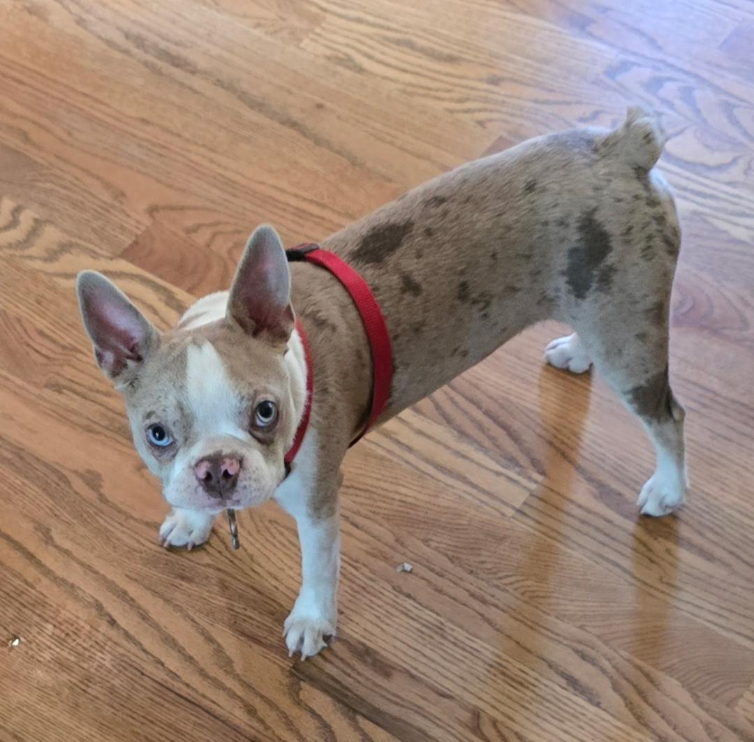 Enlarge Willow in NE, a ADOPTABLE Boston Terrier in Elkhorn, NE image 3/3