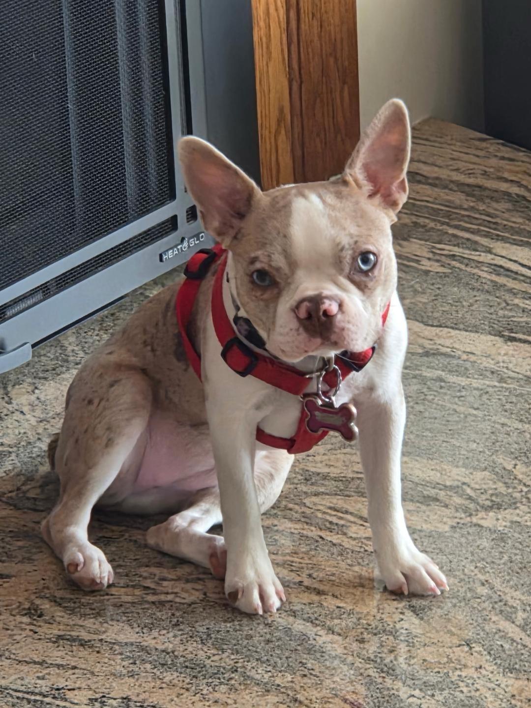 Willow in NE, ADOPTABLE, Puppy Female Boston Terrier.