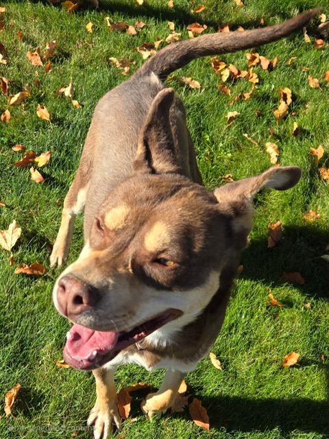 Enlarge Rufus, a Adoptable mixed breed in San Luis, CO image 1/1
