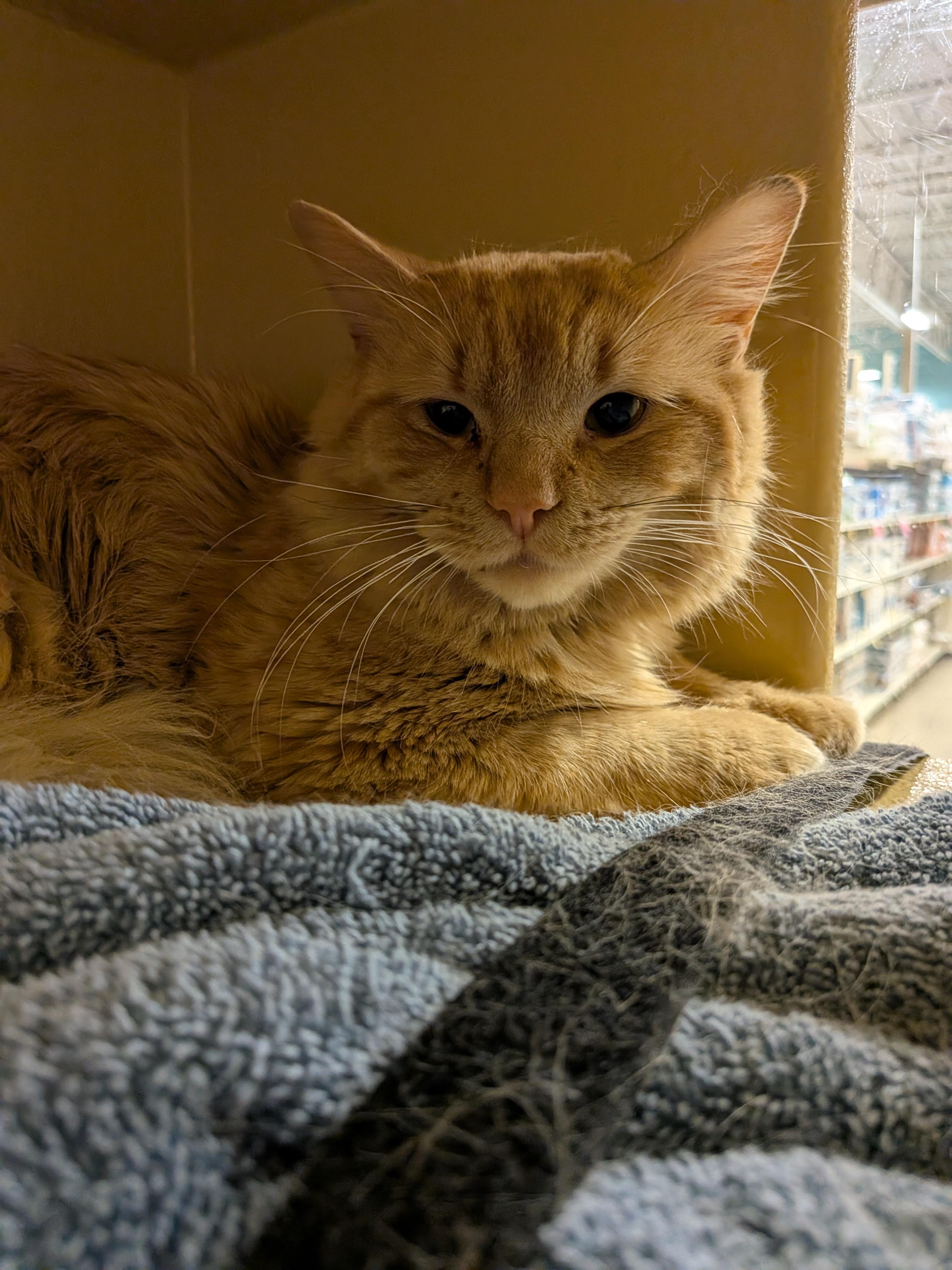 Enlarge Big Boy, an adoptable Domestic Long Hair in Millbury, MA image 1/1