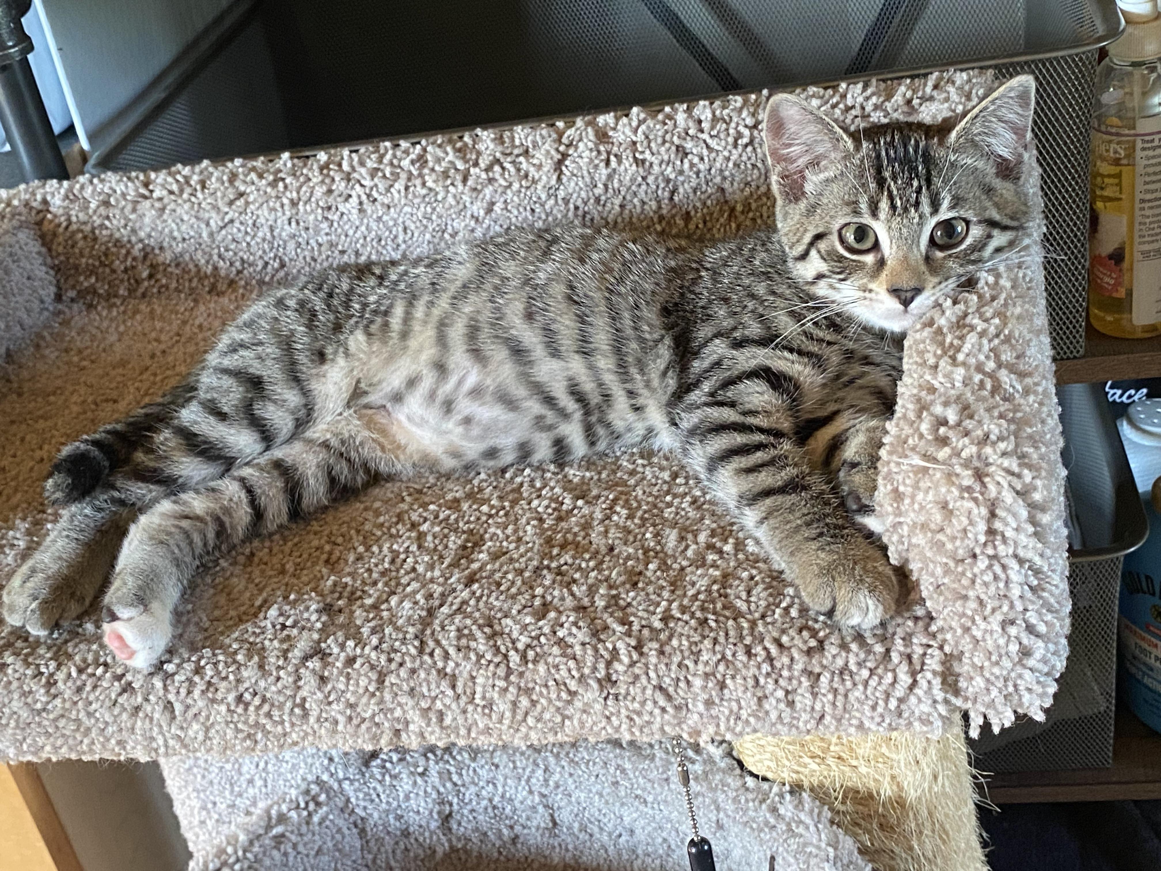 Enlarge Zig, a ADOPTABLE mixed breed in Beulah, MI image 1/1