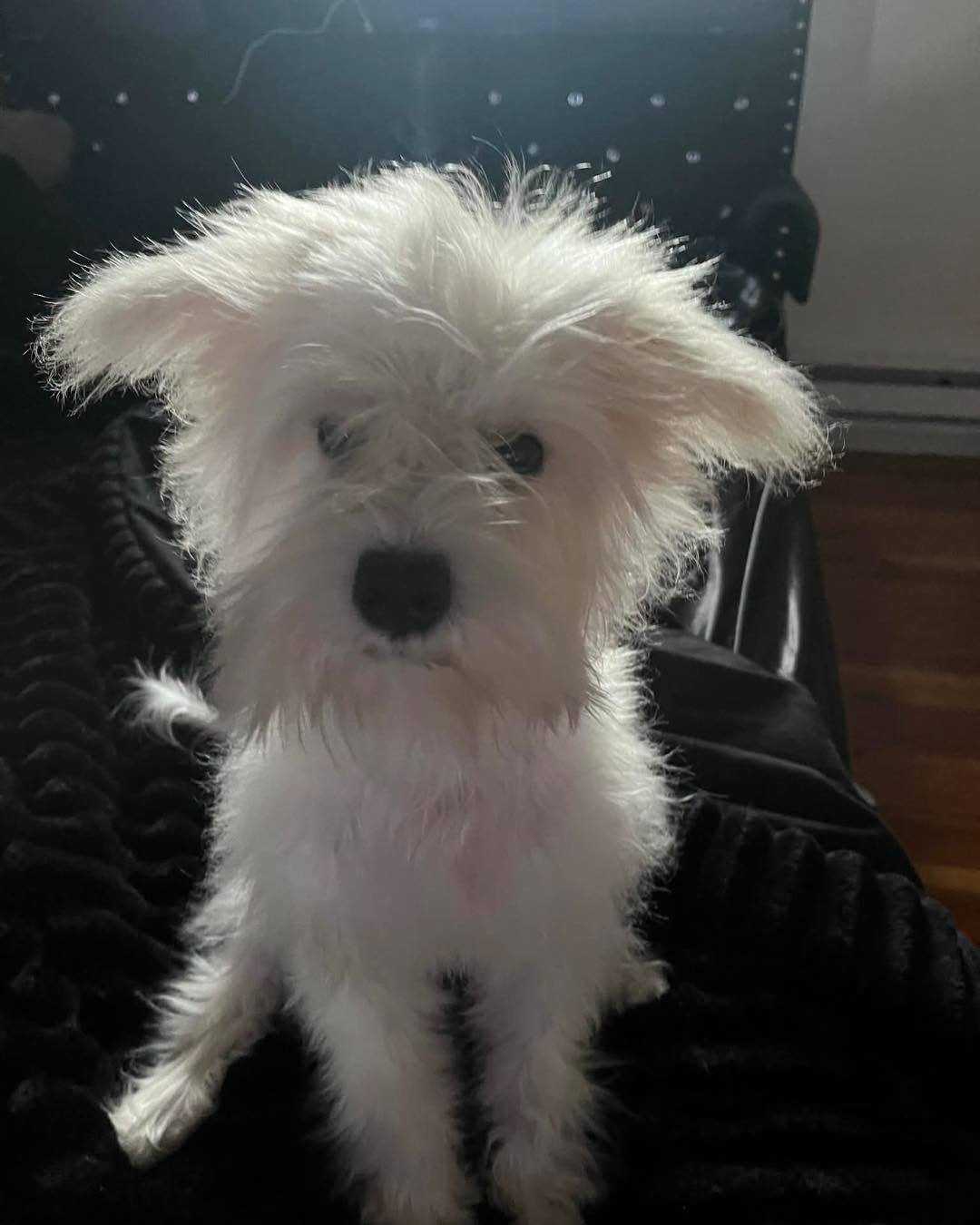 Enlarge Toby, an adopted mixed breed in Winsted, CT image 2/3