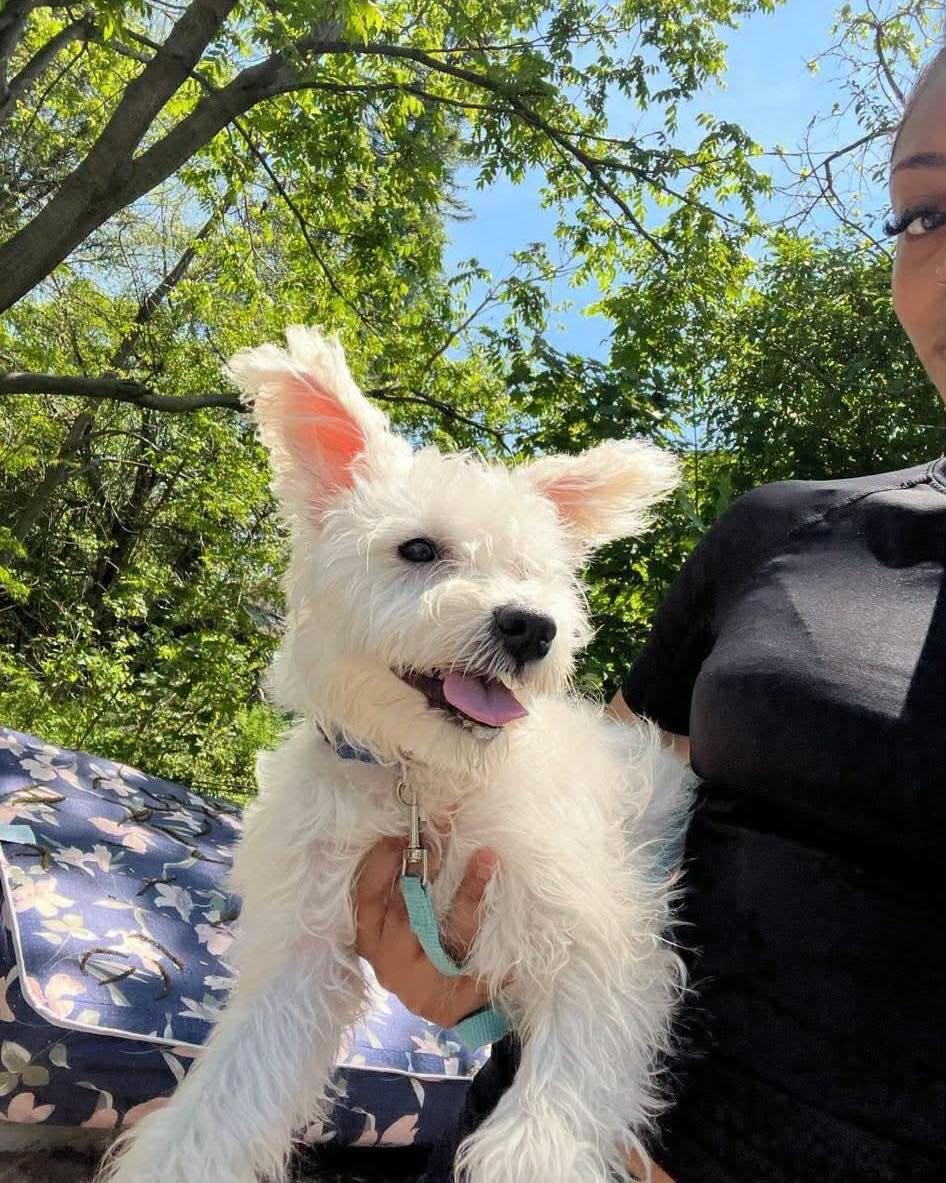 Toby, ADOPTABLE, Puppy Male Schnauzer & Cavapoo.