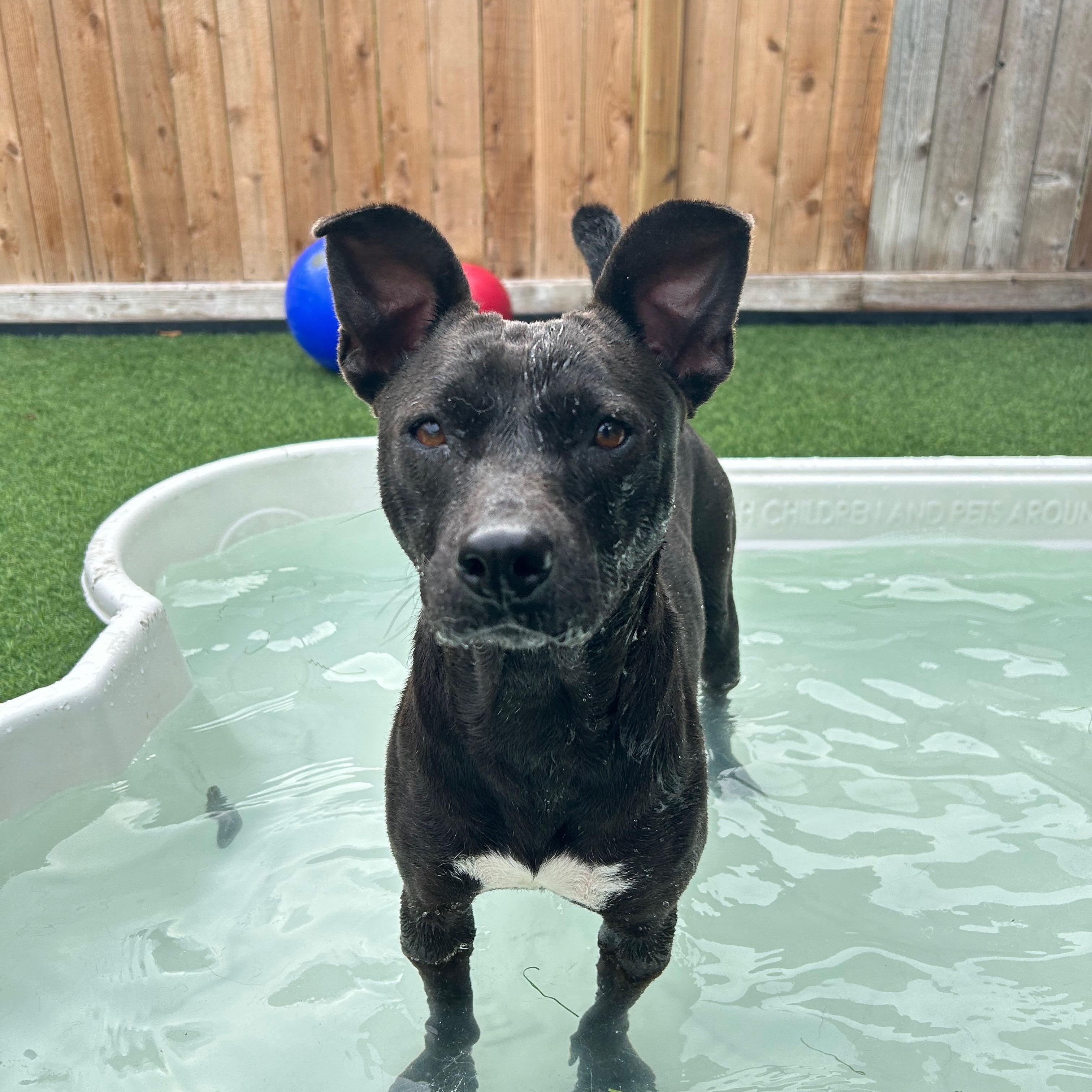 Violet, a Adoptable mixed breed in Houston, TX image 4/5