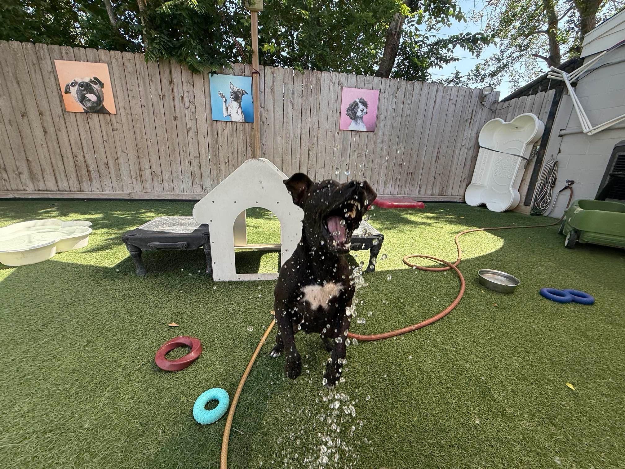 Violet, a Adoptable mixed breed in Houston, TX image 2/5