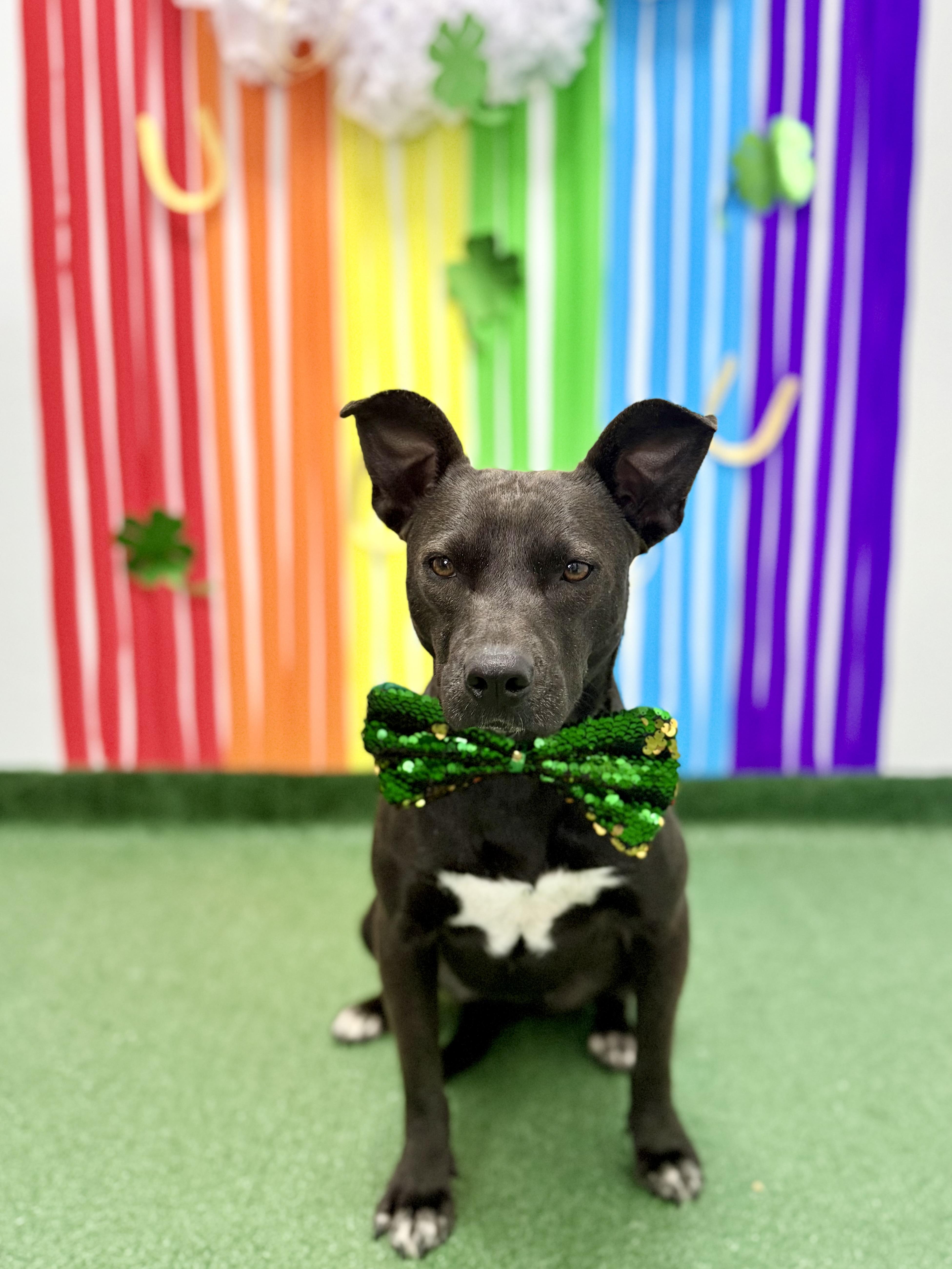 Violet, a Adoptable mixed breed in Houston, TX image 6/6