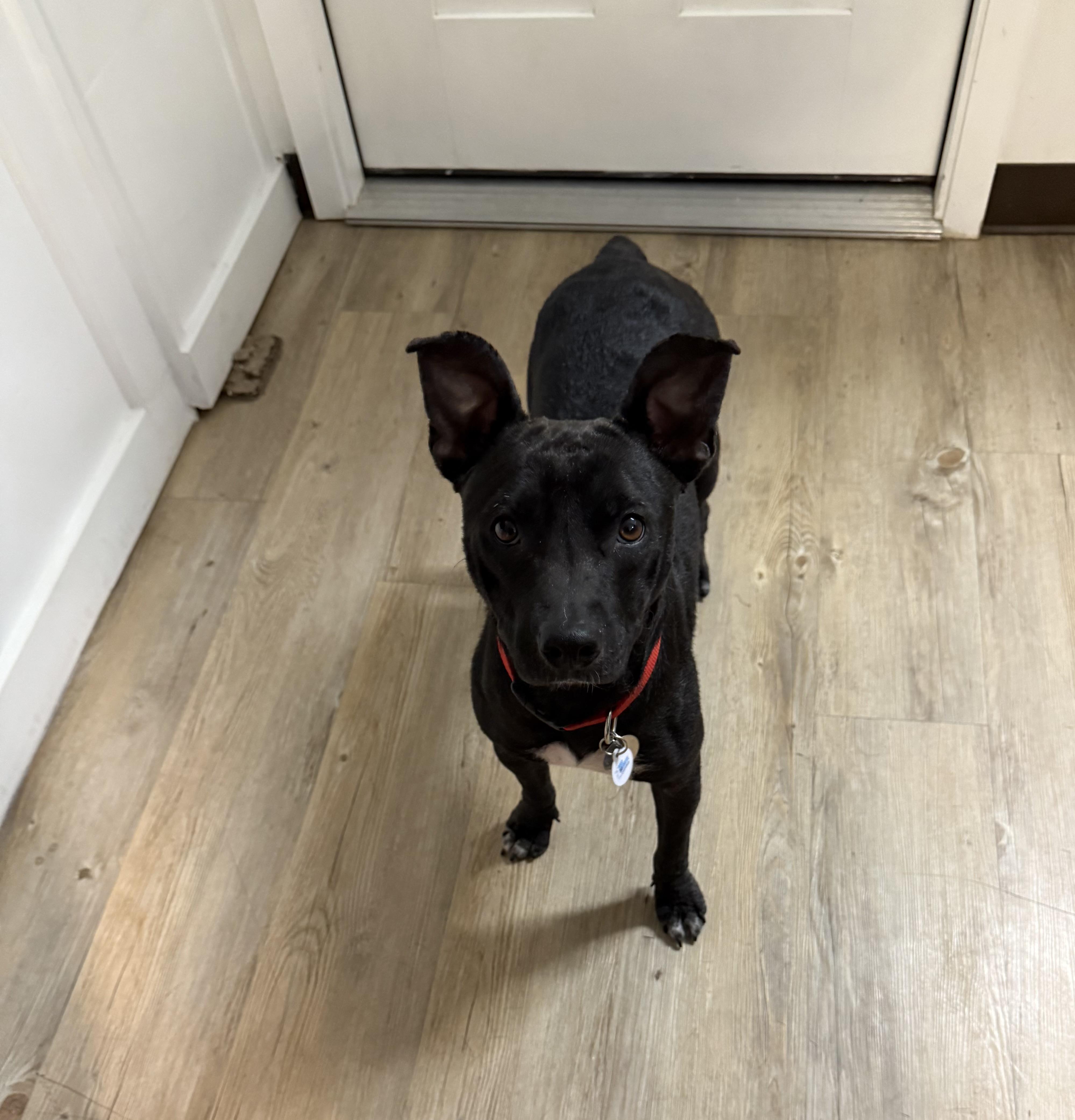 Violet, a Adoptable mixed breed in Houston, TX image 3/5