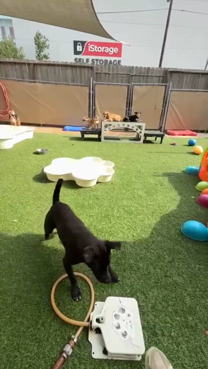 Enlarge Violet, a Adoptable mixed breed in Houston, TX video 5/5