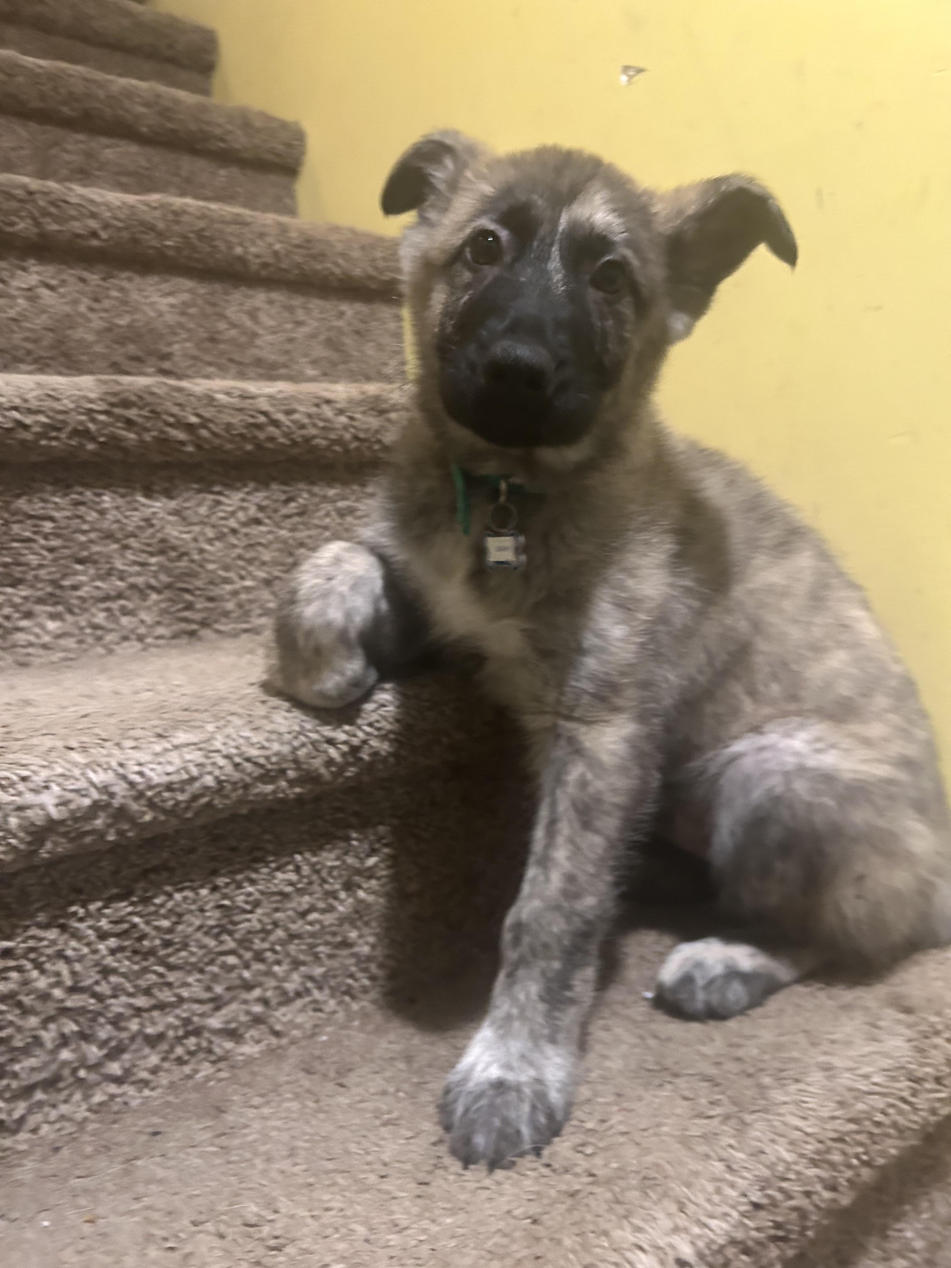 Bark, an adoptable Mixed Breed in Saskatoon, SK image 2/5