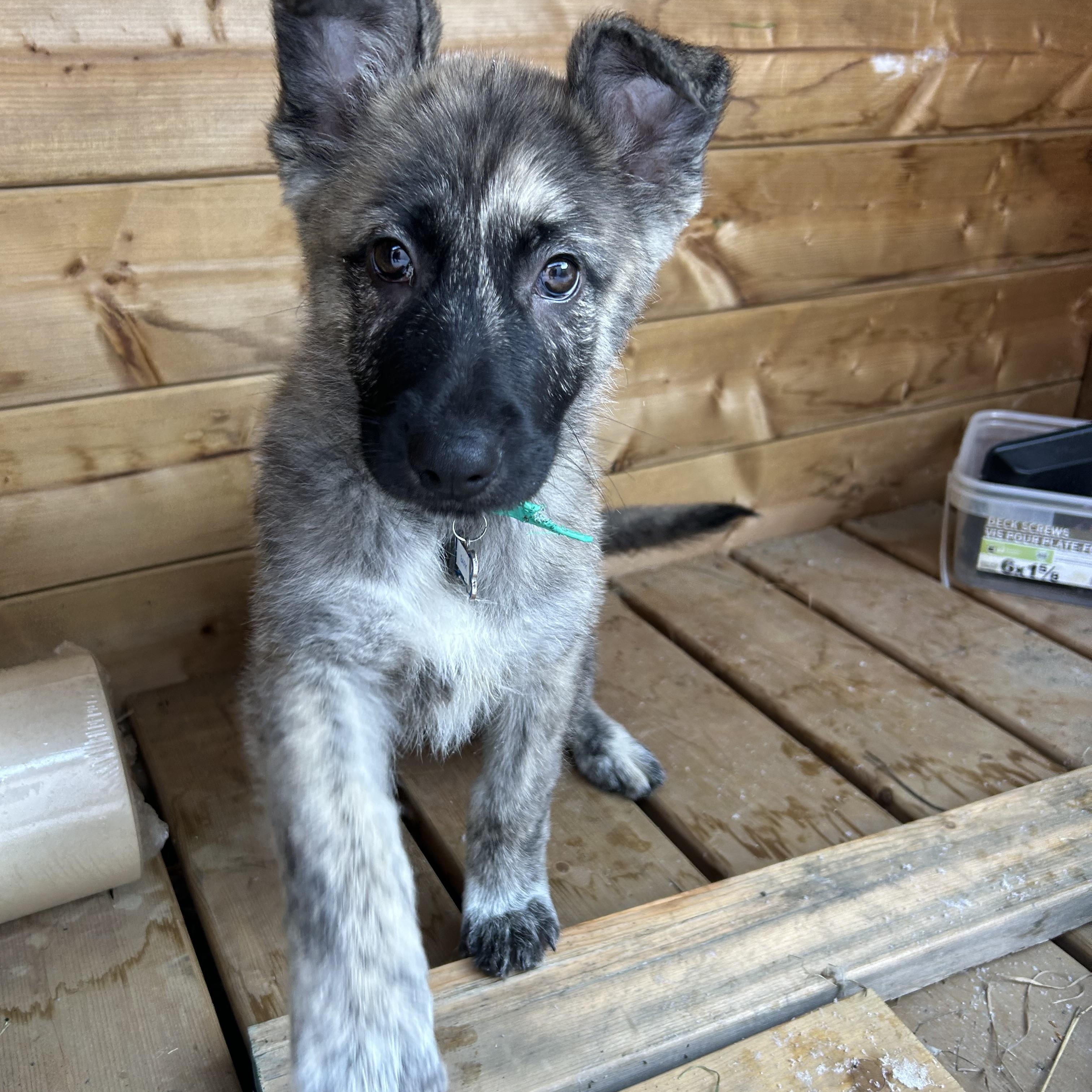 Bark, an adoptable Mixed Breed in Saskatoon, SK image 1/5