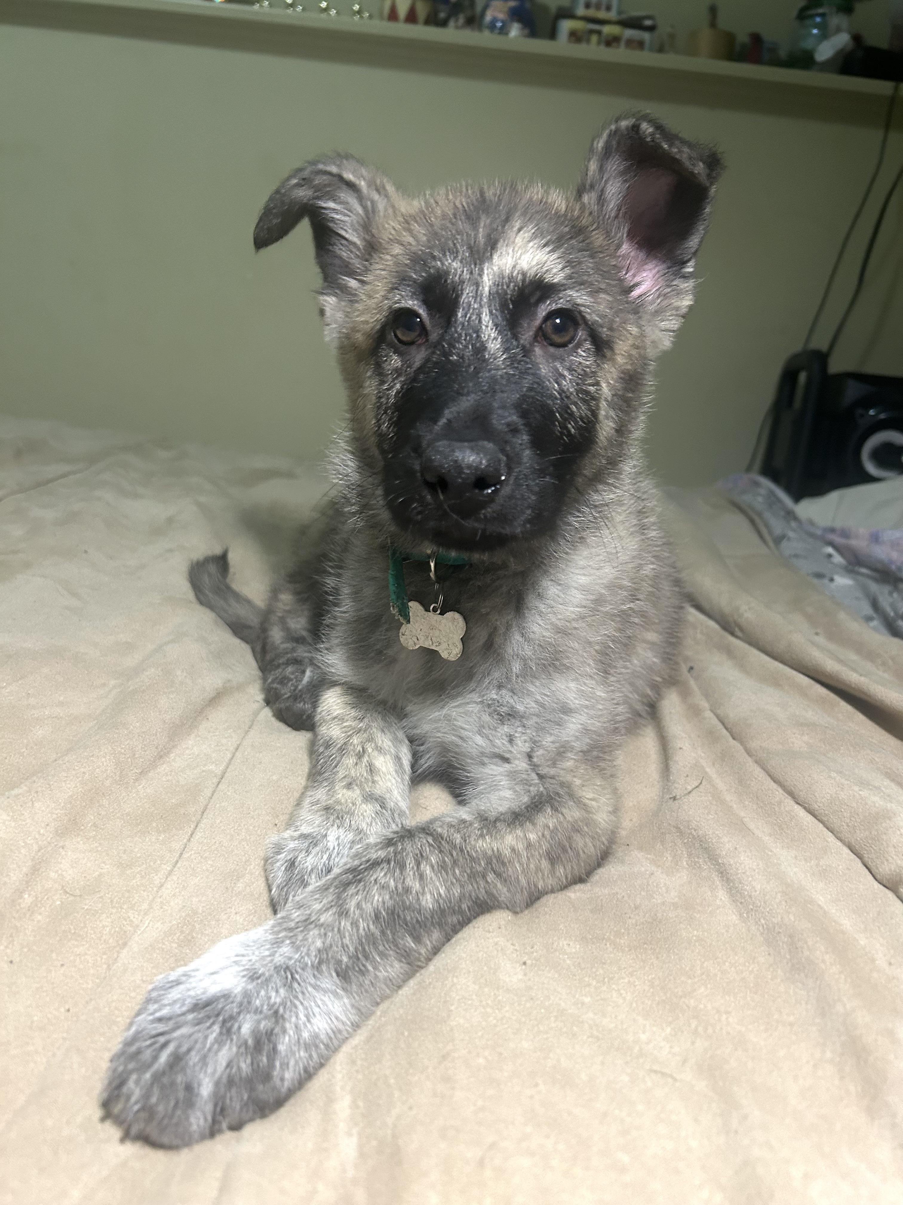 Bark, an adoptable Mixed Breed in Saskatoon, SK image 3/5