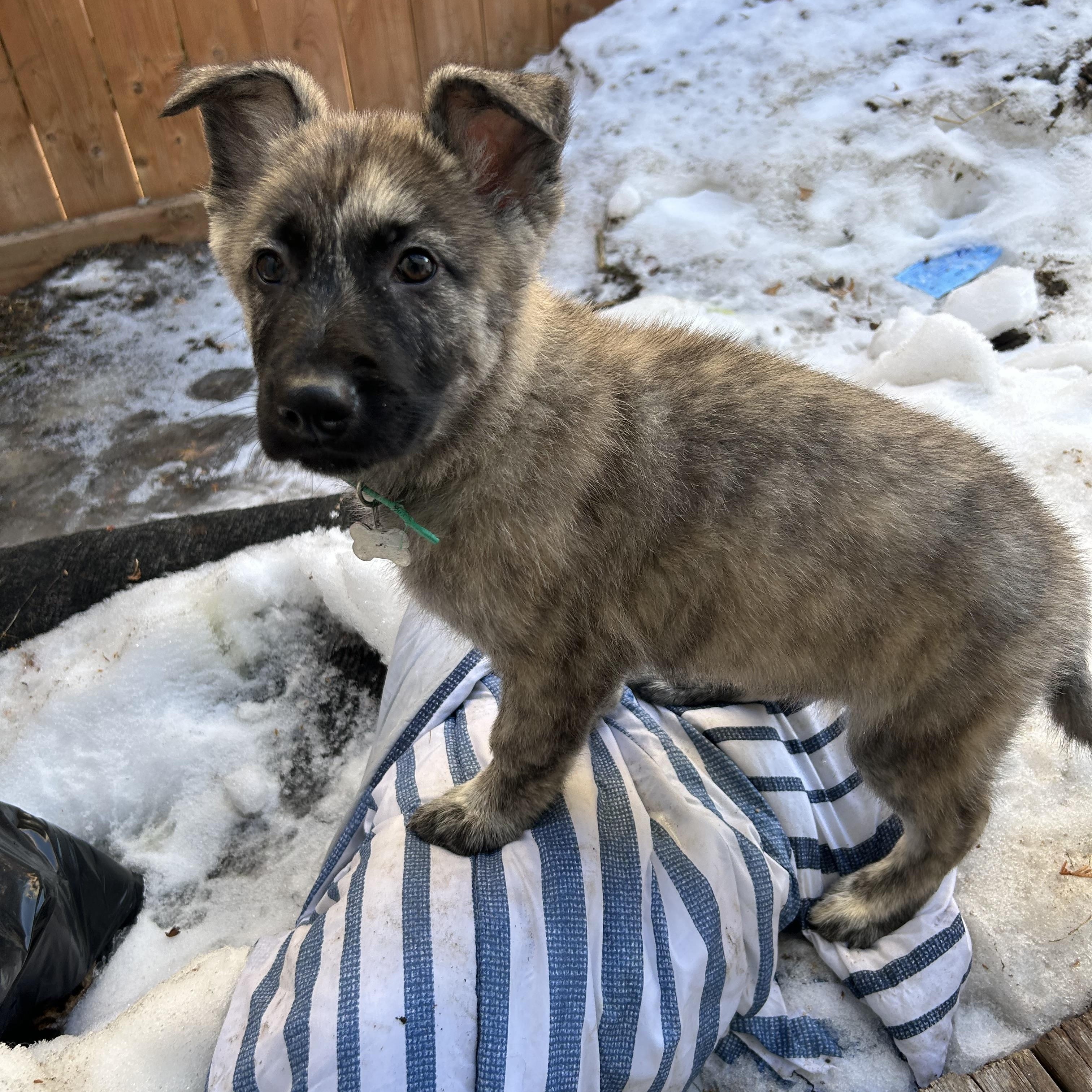 Bark, an adoptable Mixed Breed in Saskatoon, SK image 5/5