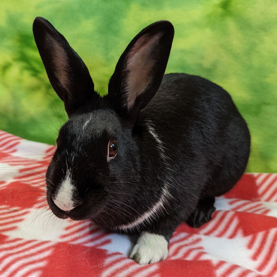 Enlarge Jax, a Adoptable mixed breed in Erie, PA image 1/5