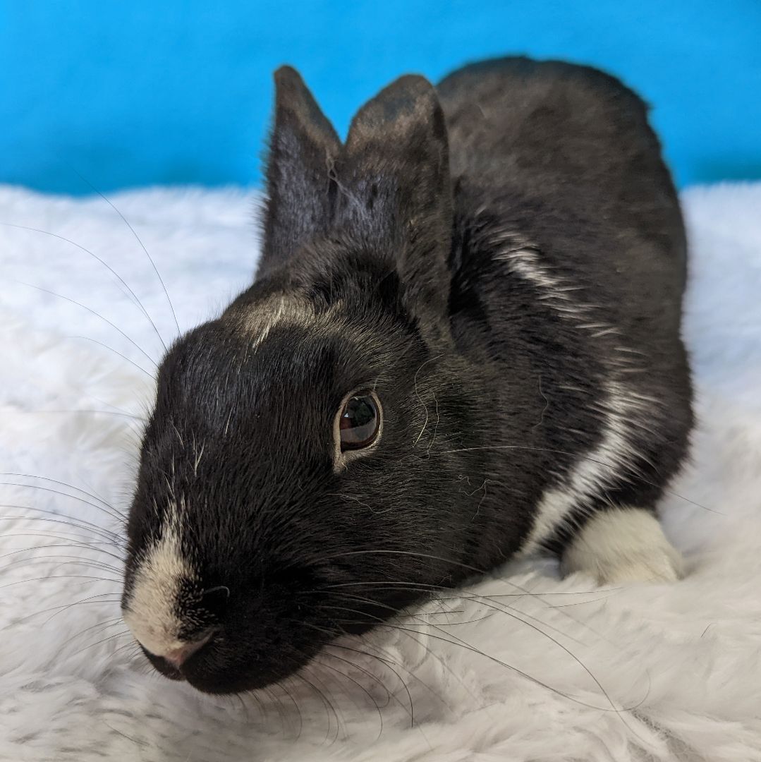 Enlarge Jax, a Adoptable mixed breed in Erie, PA image 3/5