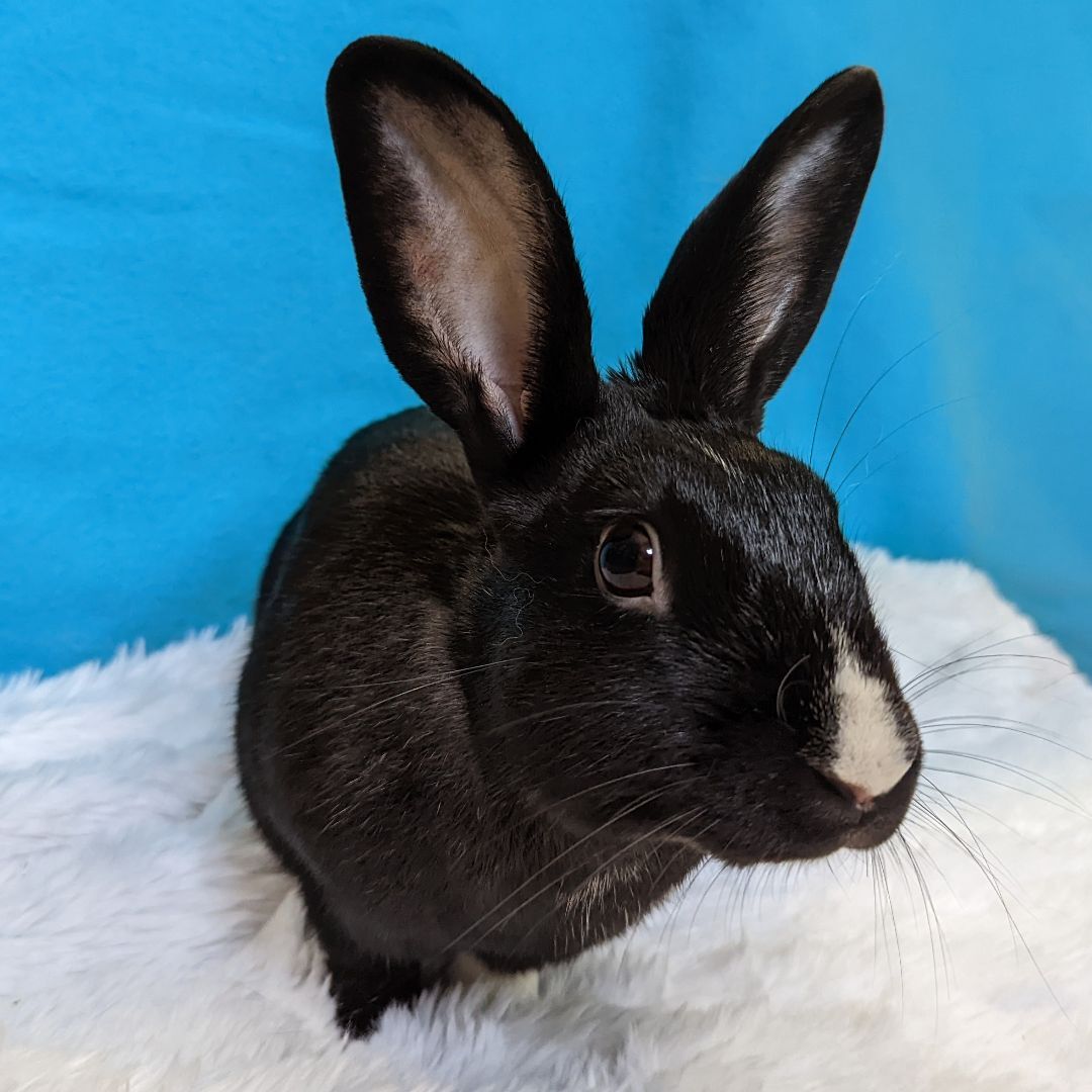 Enlarge Jax, a Adoptable mixed breed in Erie, PA image 4/5